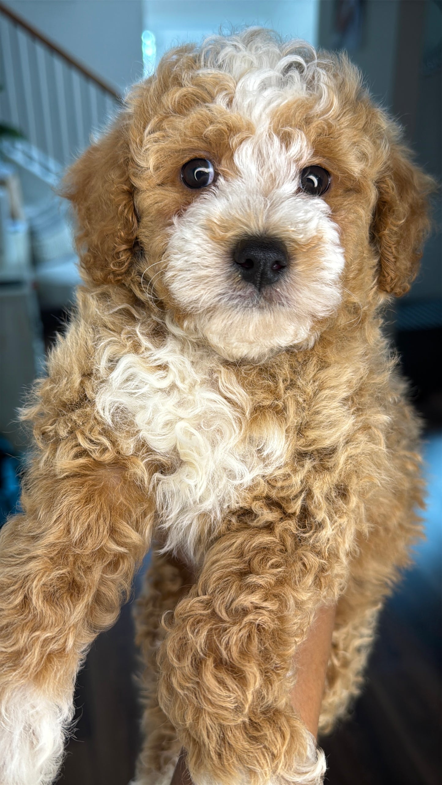 Dean (AKC Reg. Mini Poodle)