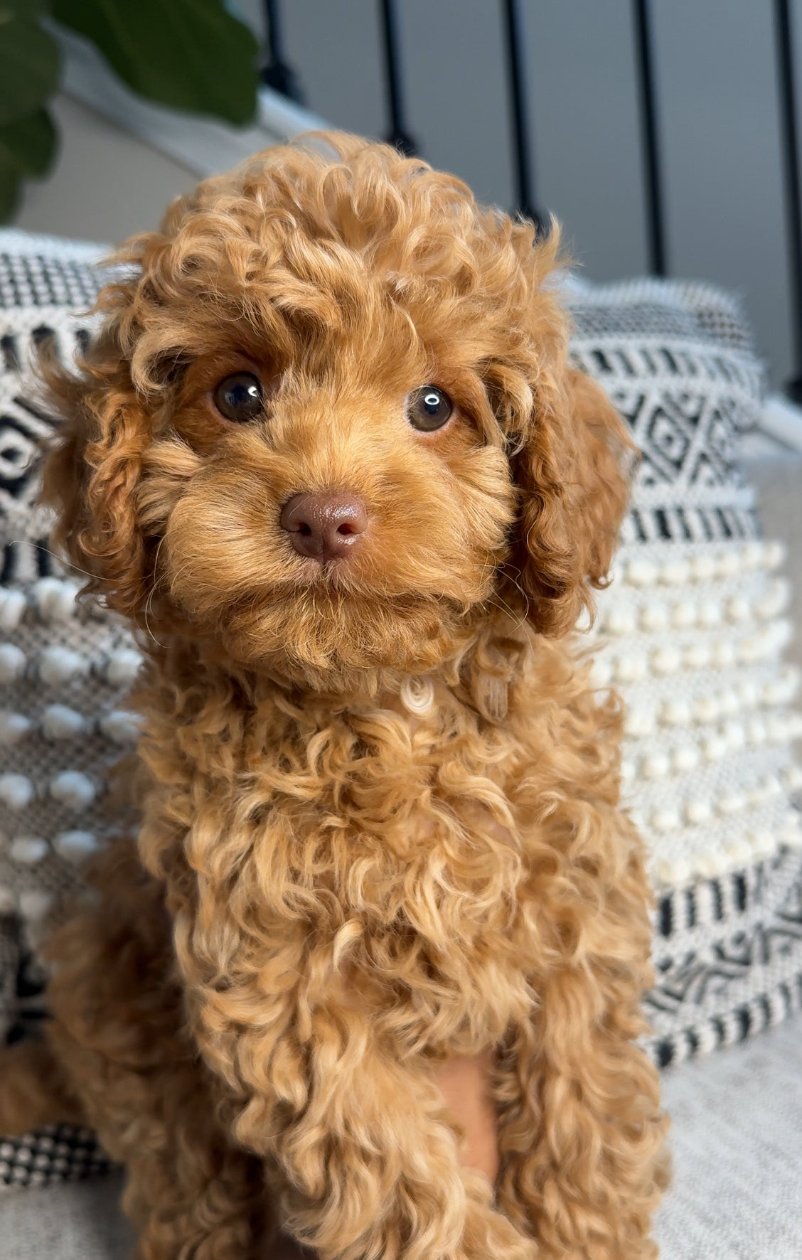 Miniature Cavapoo Tati (Cavapoo) – Cute Puppies ATL