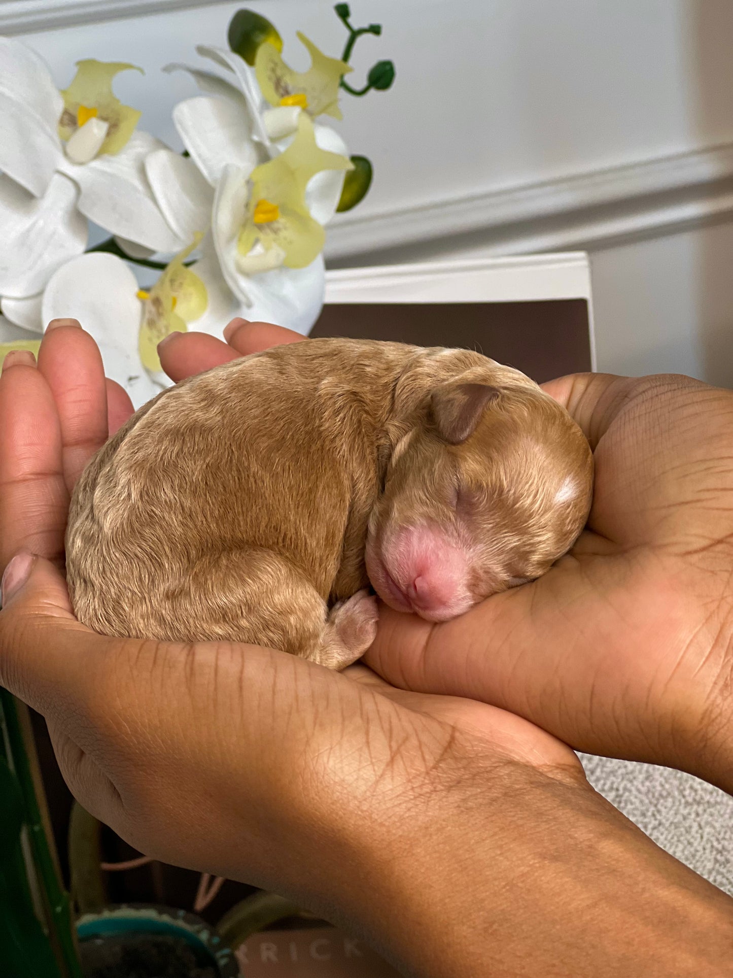 Deuce(Cockapoo)