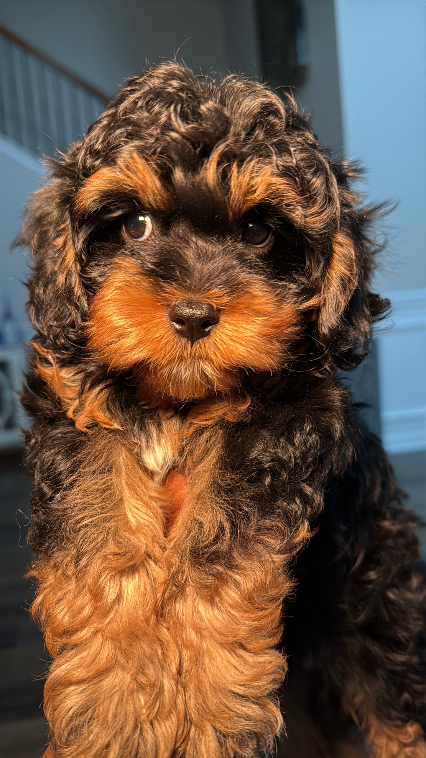 Poppy (Cavapoo)