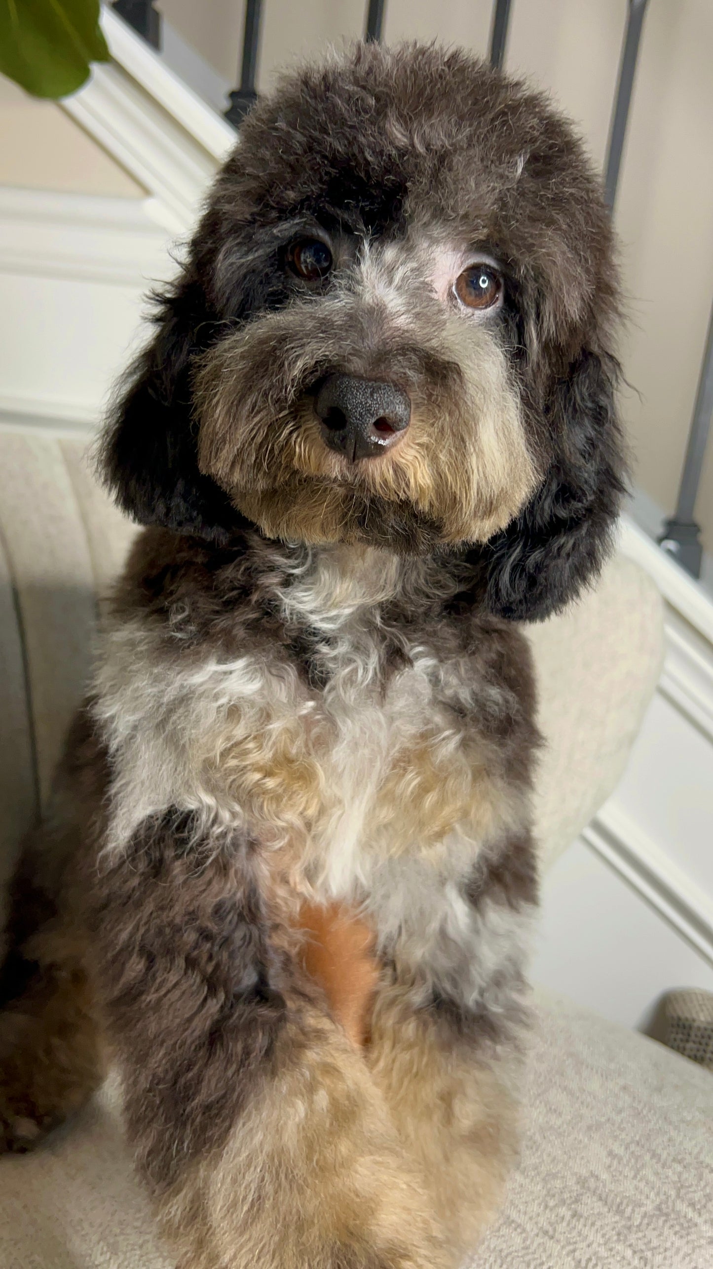 Marley (AKC Reg. Mini Poodle)