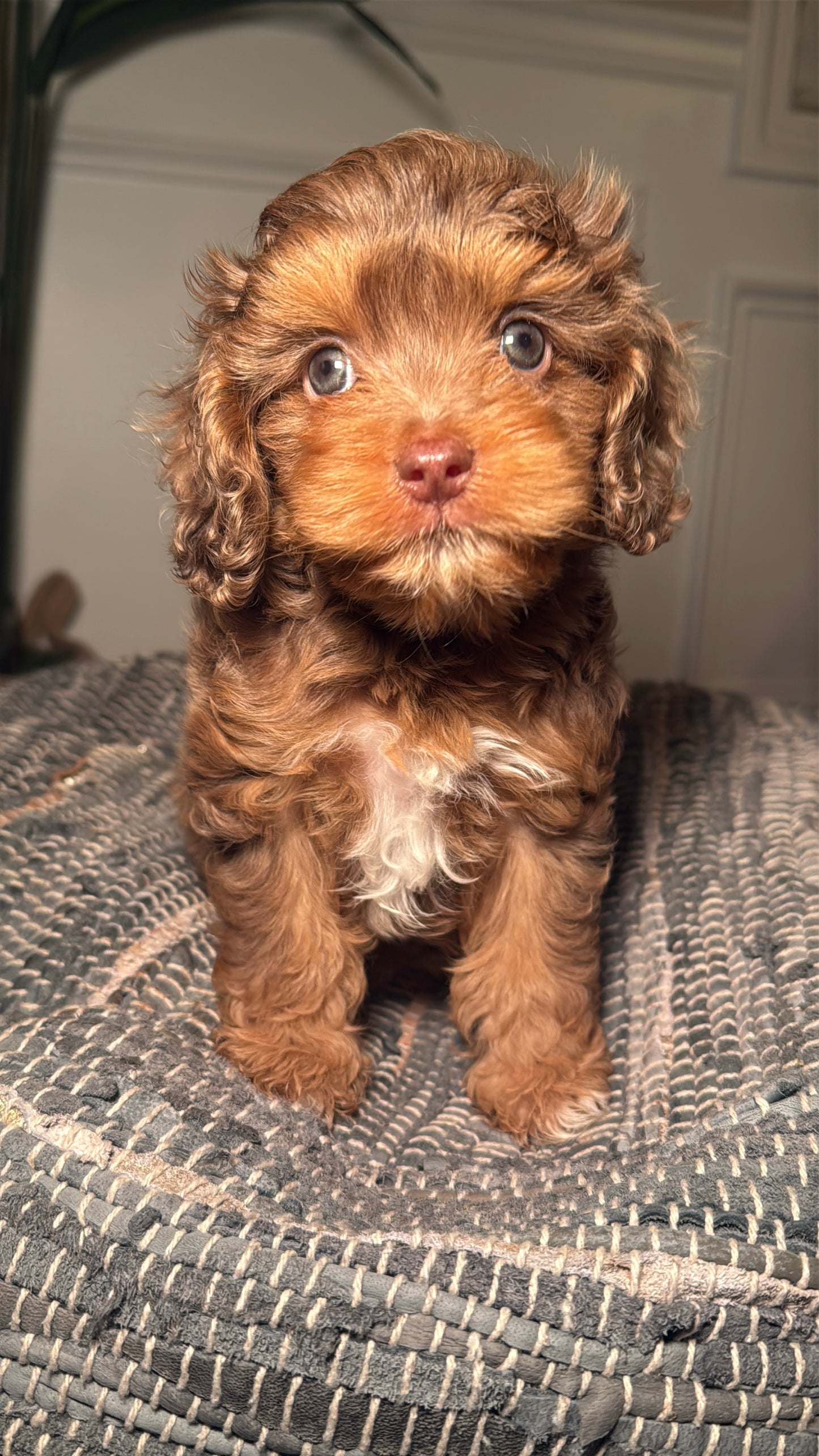 Hayden (Cavapoo)