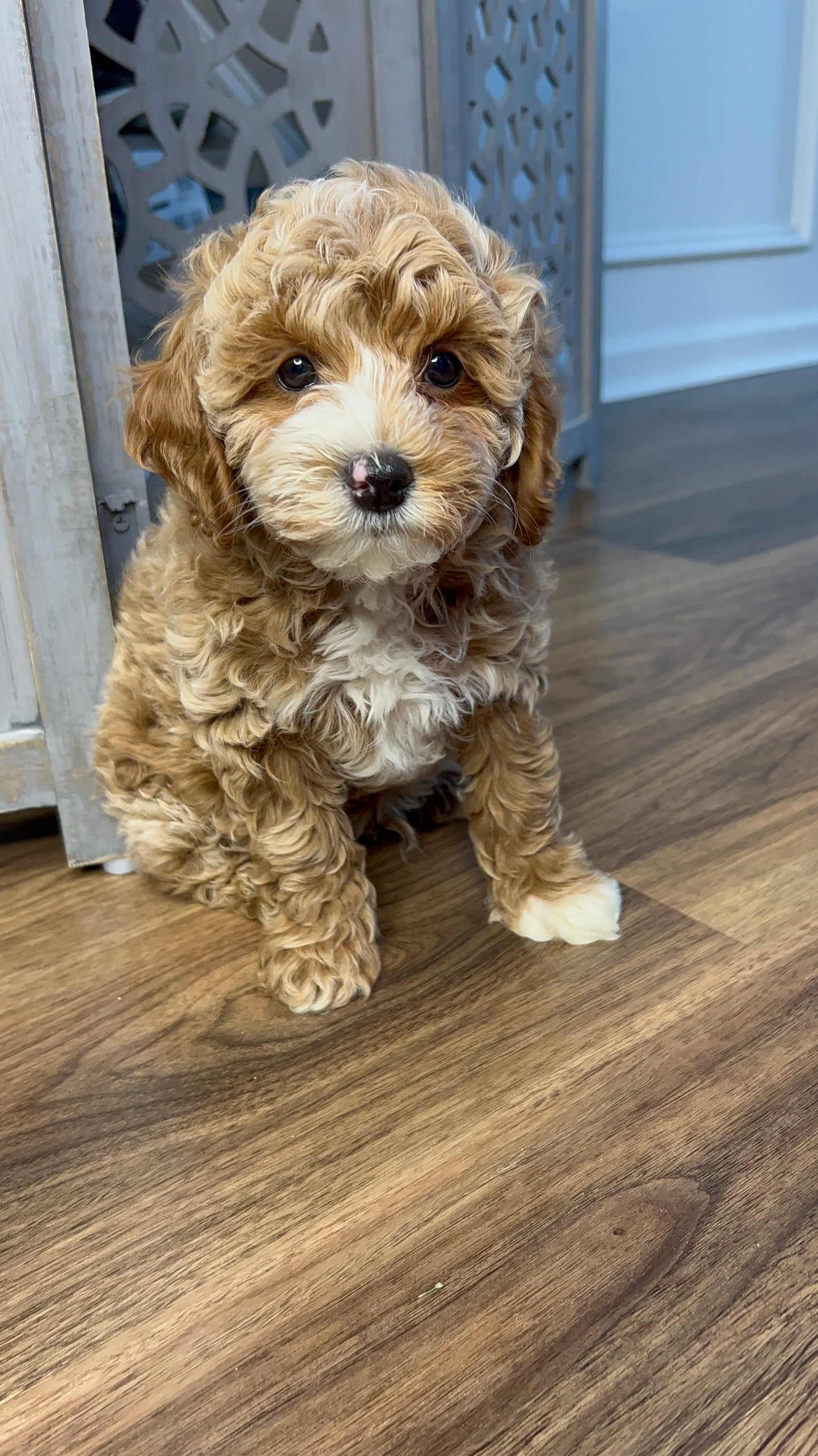 River(Cavapoo)
