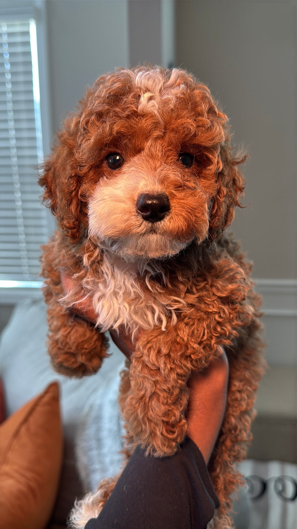 Marco (Mini Poodle)