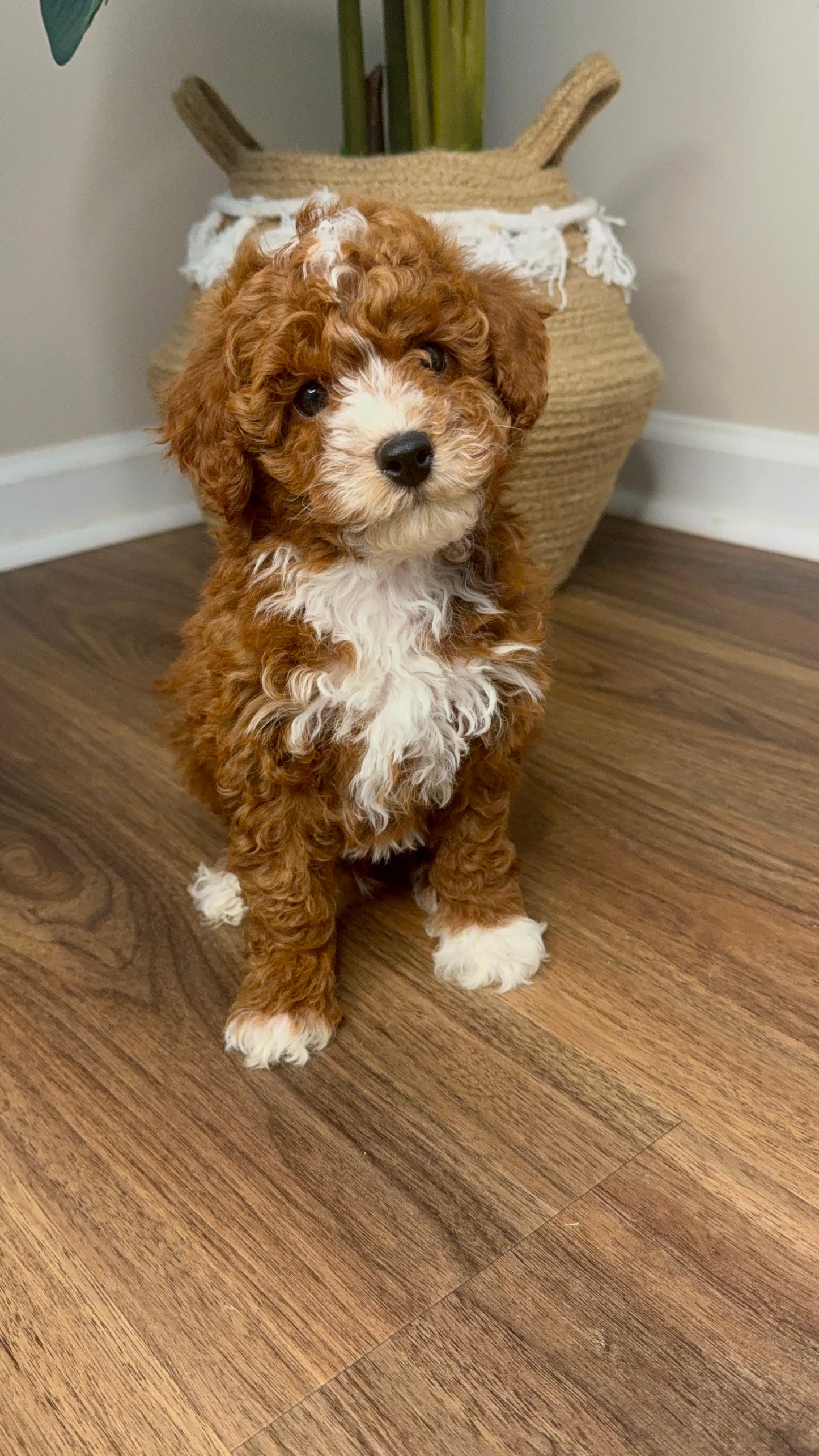 Blaze (Akc Reg Mini Poodle)