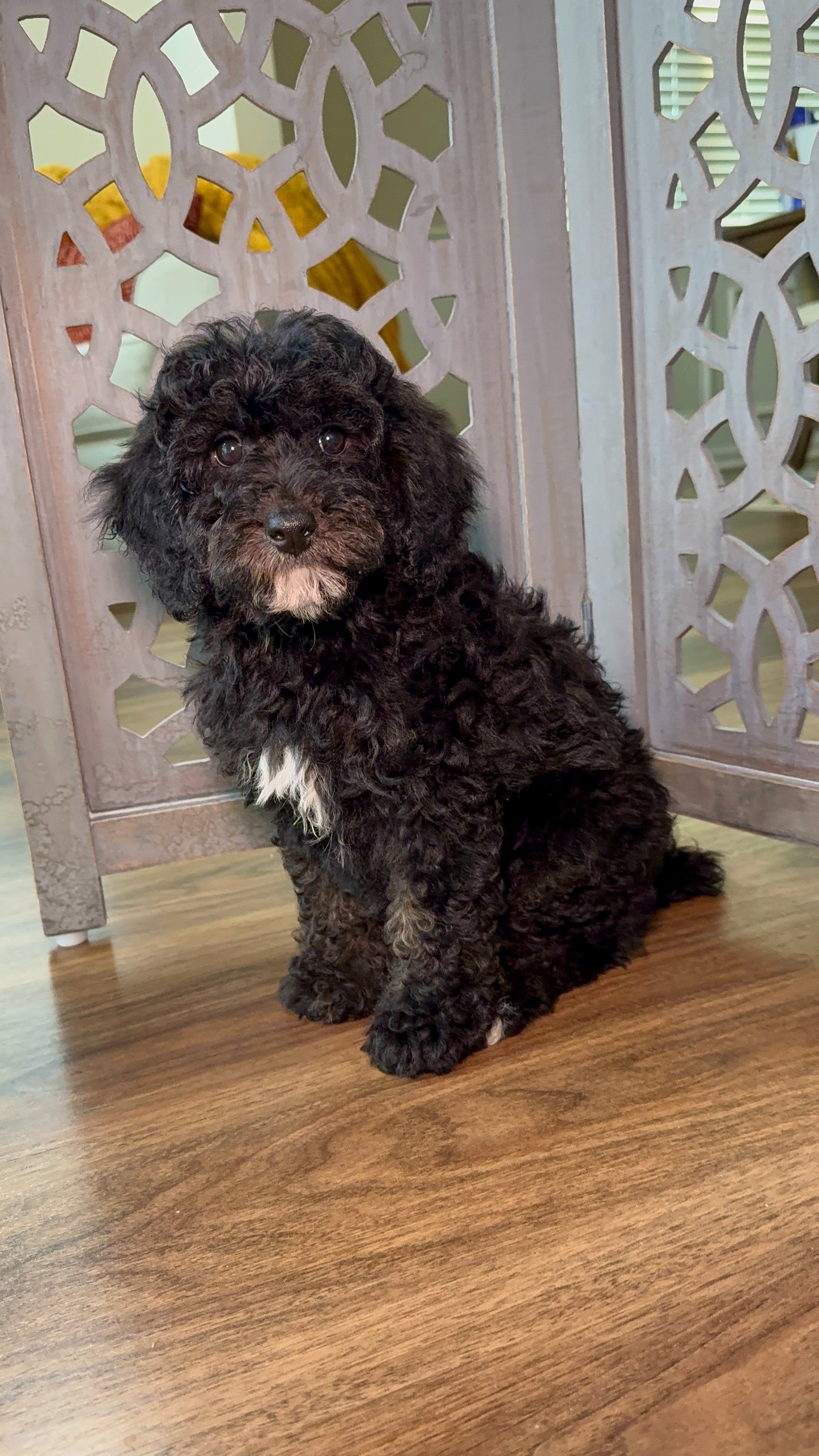 Morocco (Mini Poodle)