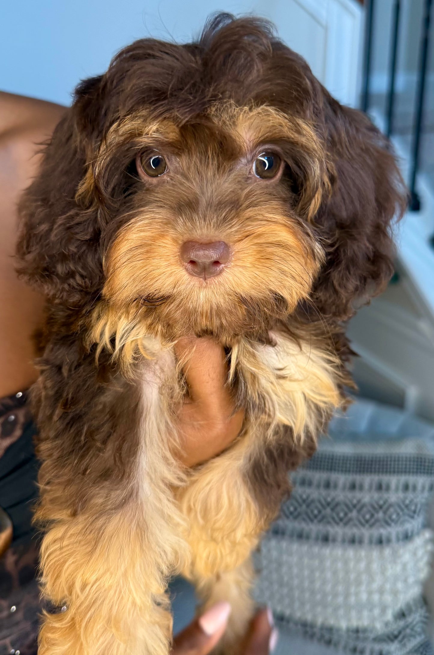Mocha(Cavapoo)