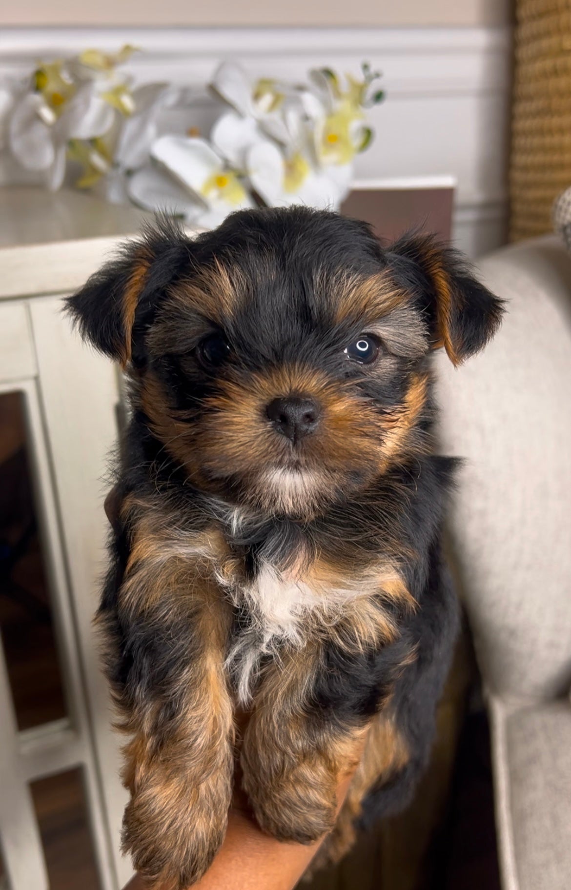 George (Yorkshire Terrier)