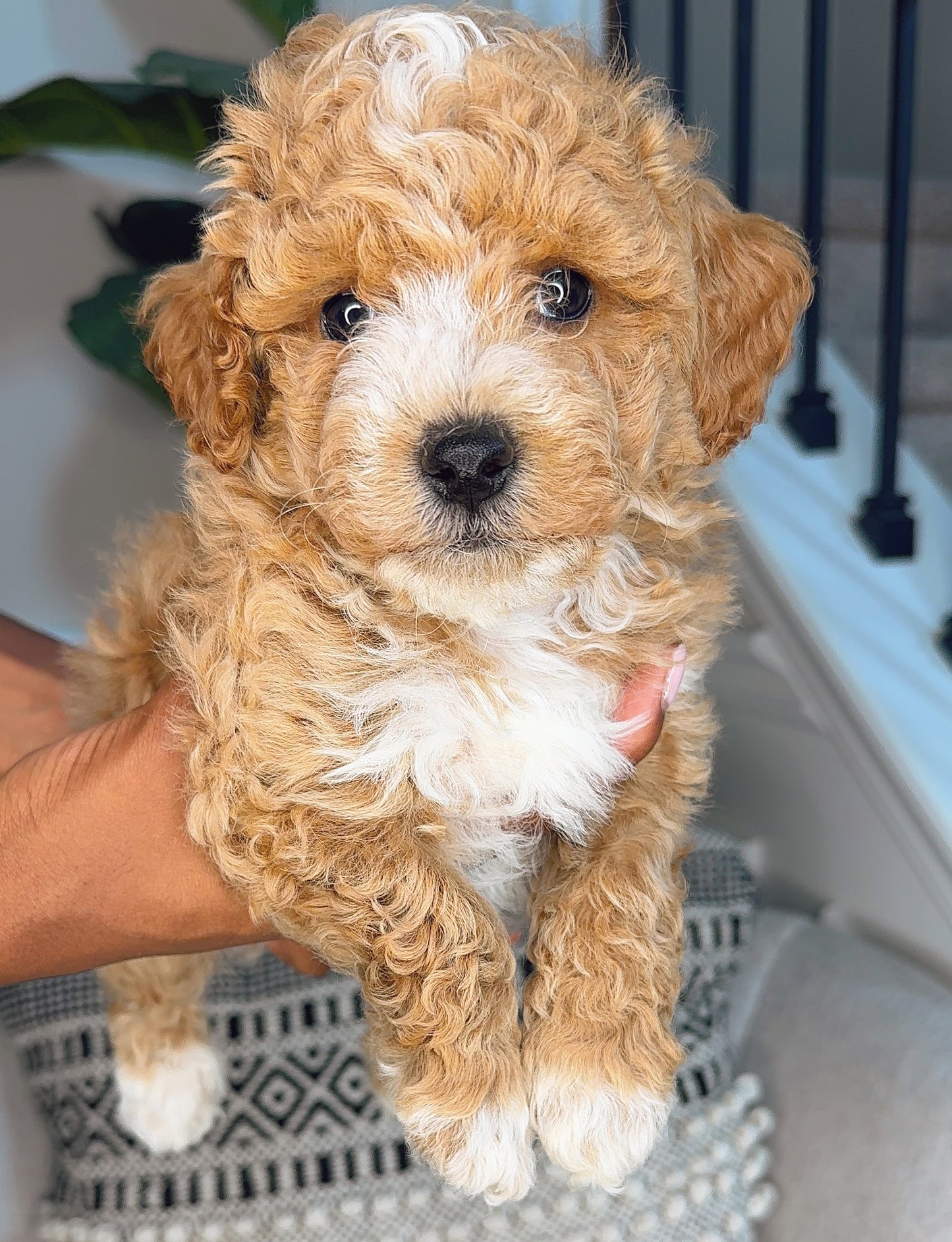 Zach(Poochon)
