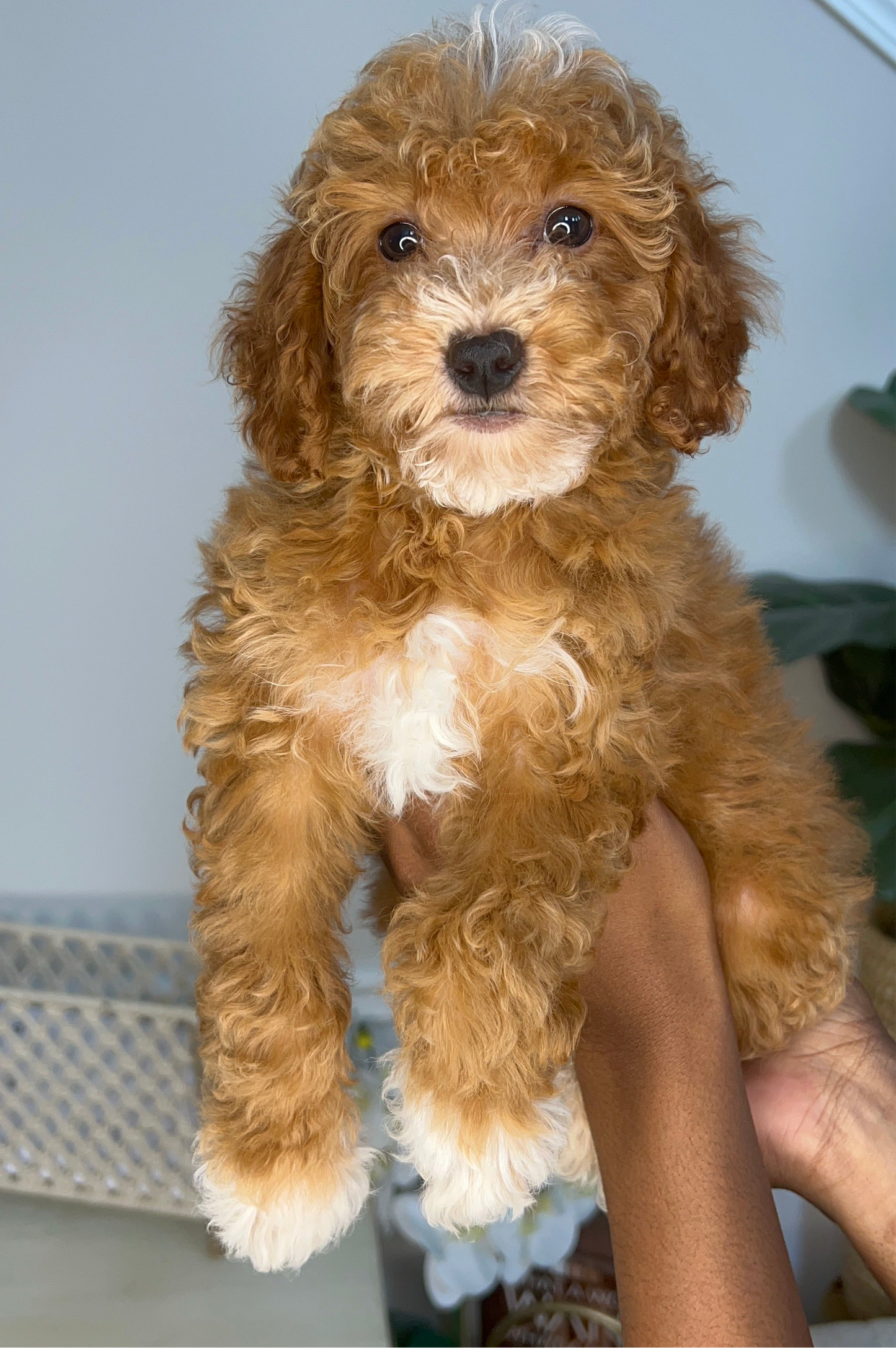 Tigger (Goldendoodle)