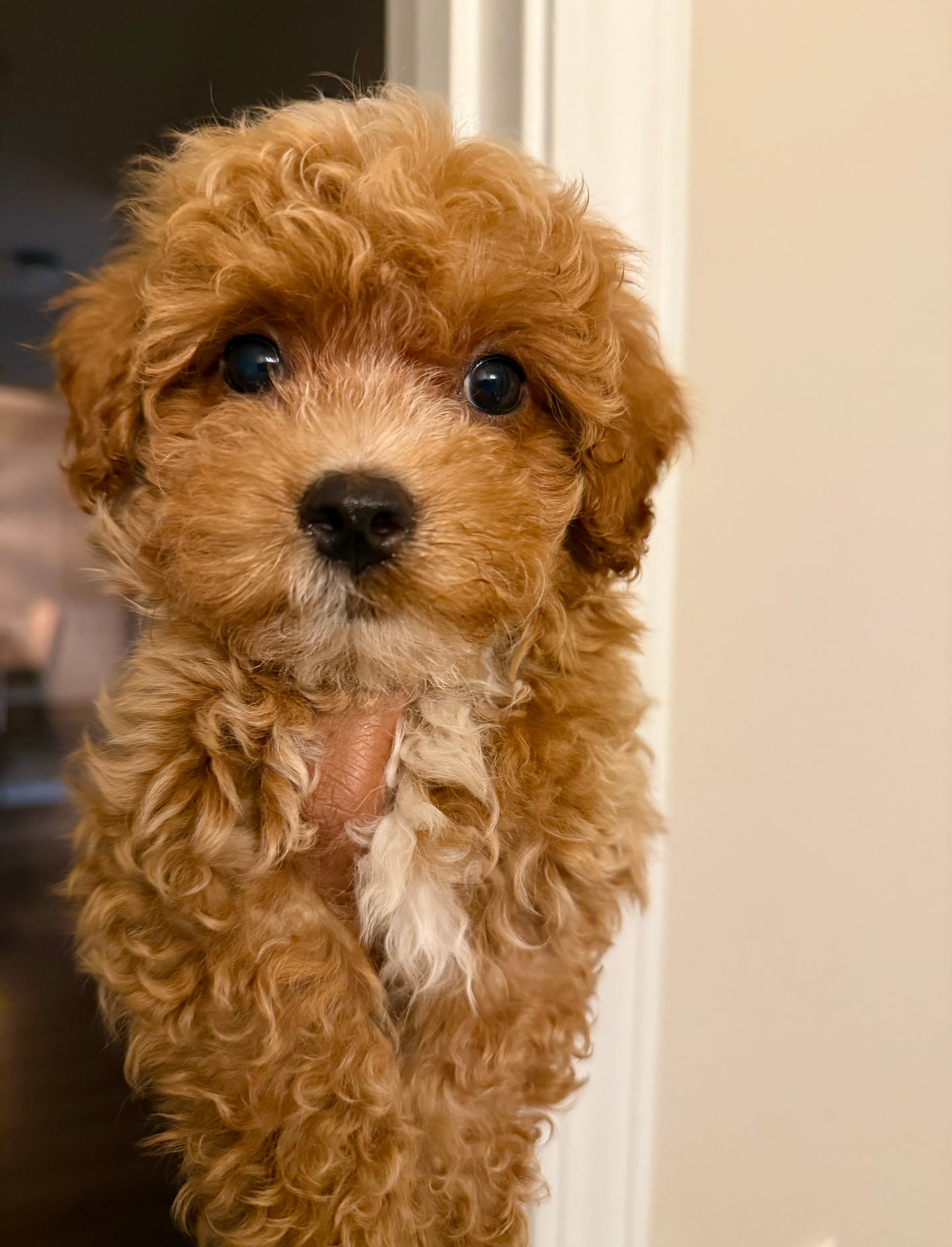 Hugo (Toy Havapoo)