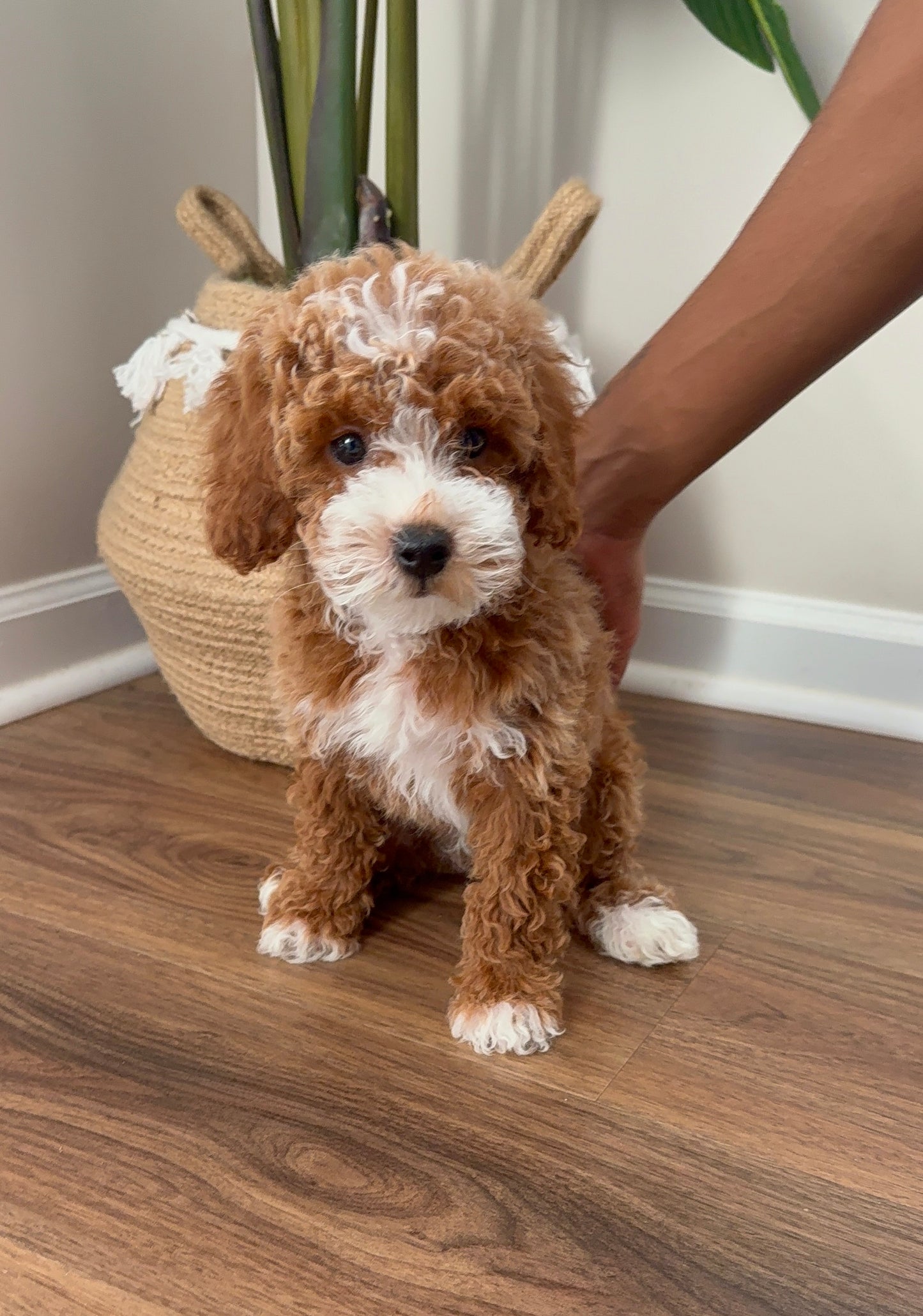 Major(Cavapoo)