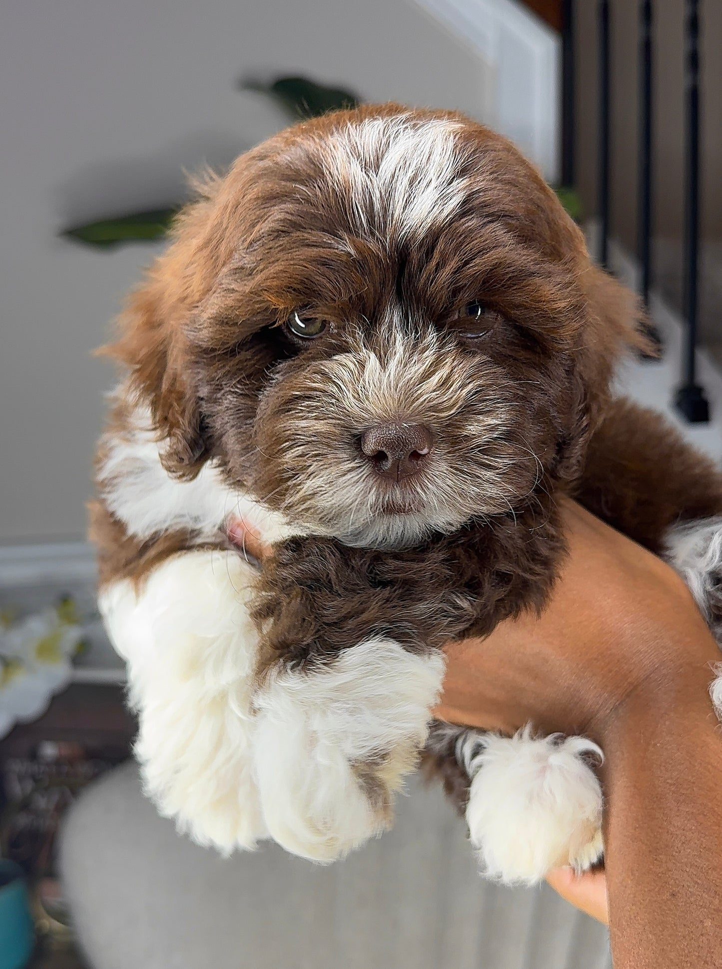 Tobias(Shihpoo)