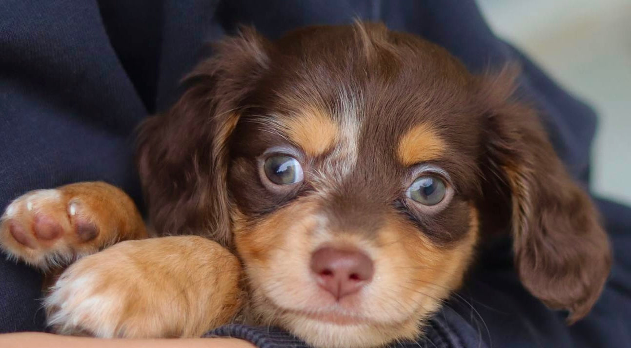 Pixel (ACA Reg. Mini Dachshund)