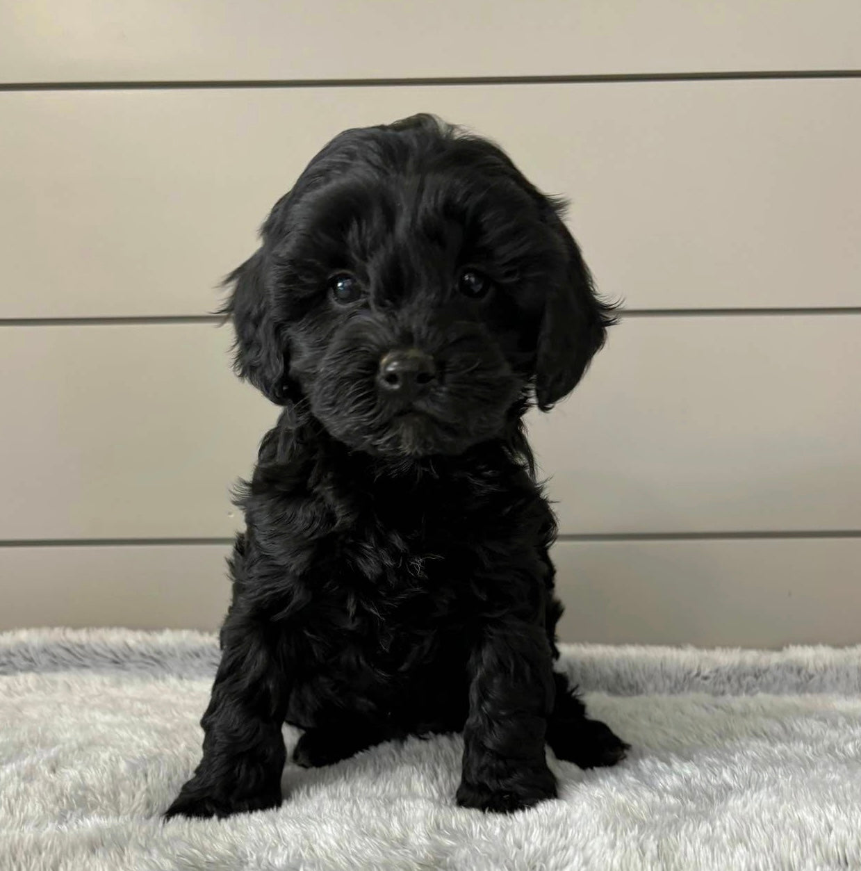 Lark (Cavapoo)