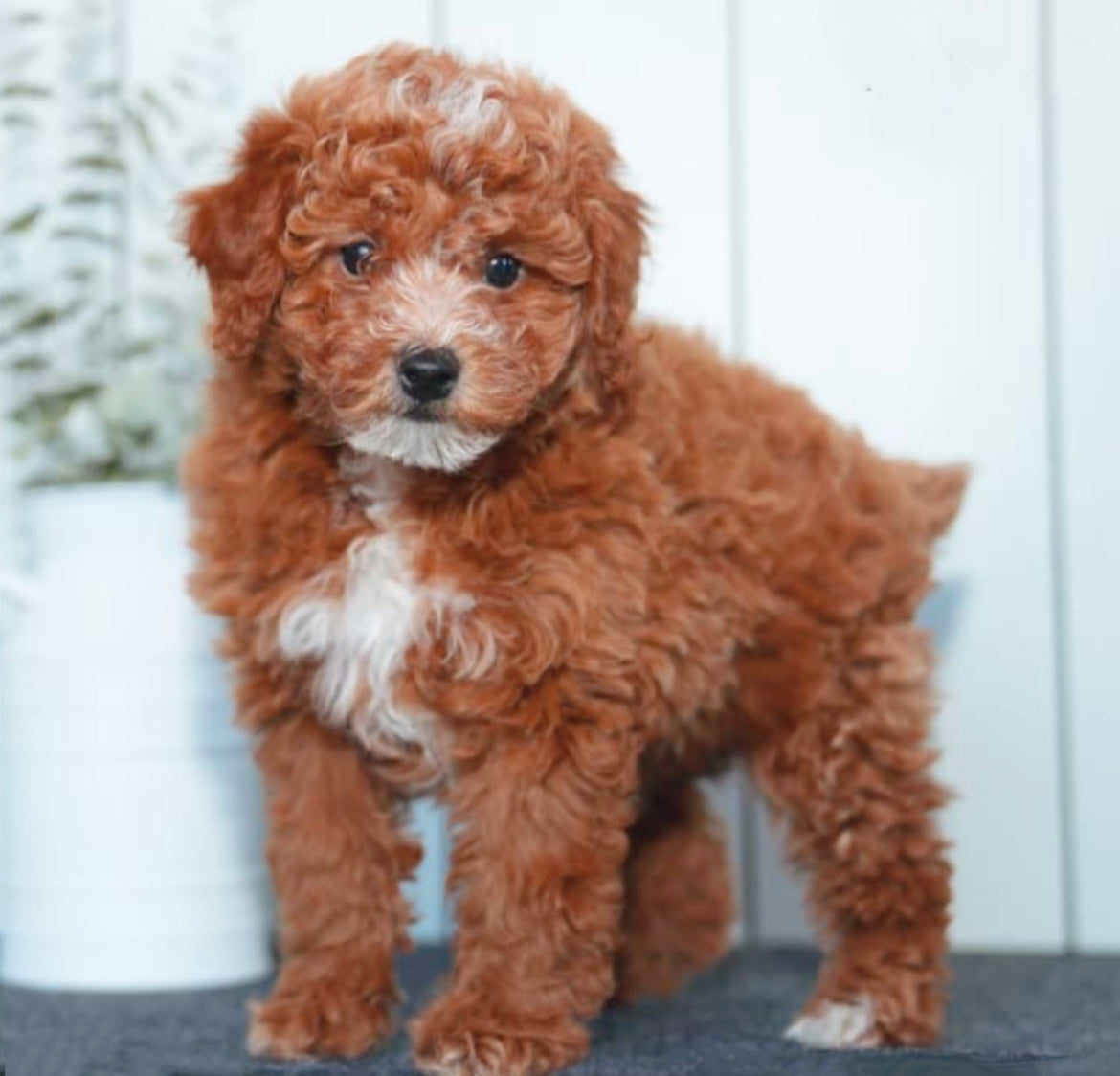 Tatum (AKC Reg. Mini Poodle)