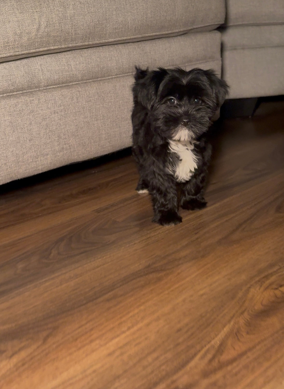 Xena (Yorkshire Terrier)