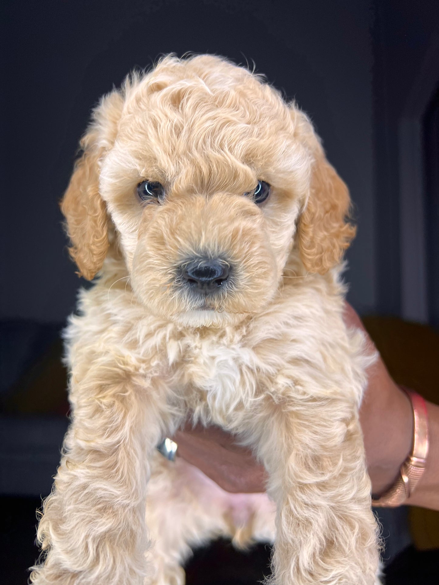 Beauty (Cockapoo)