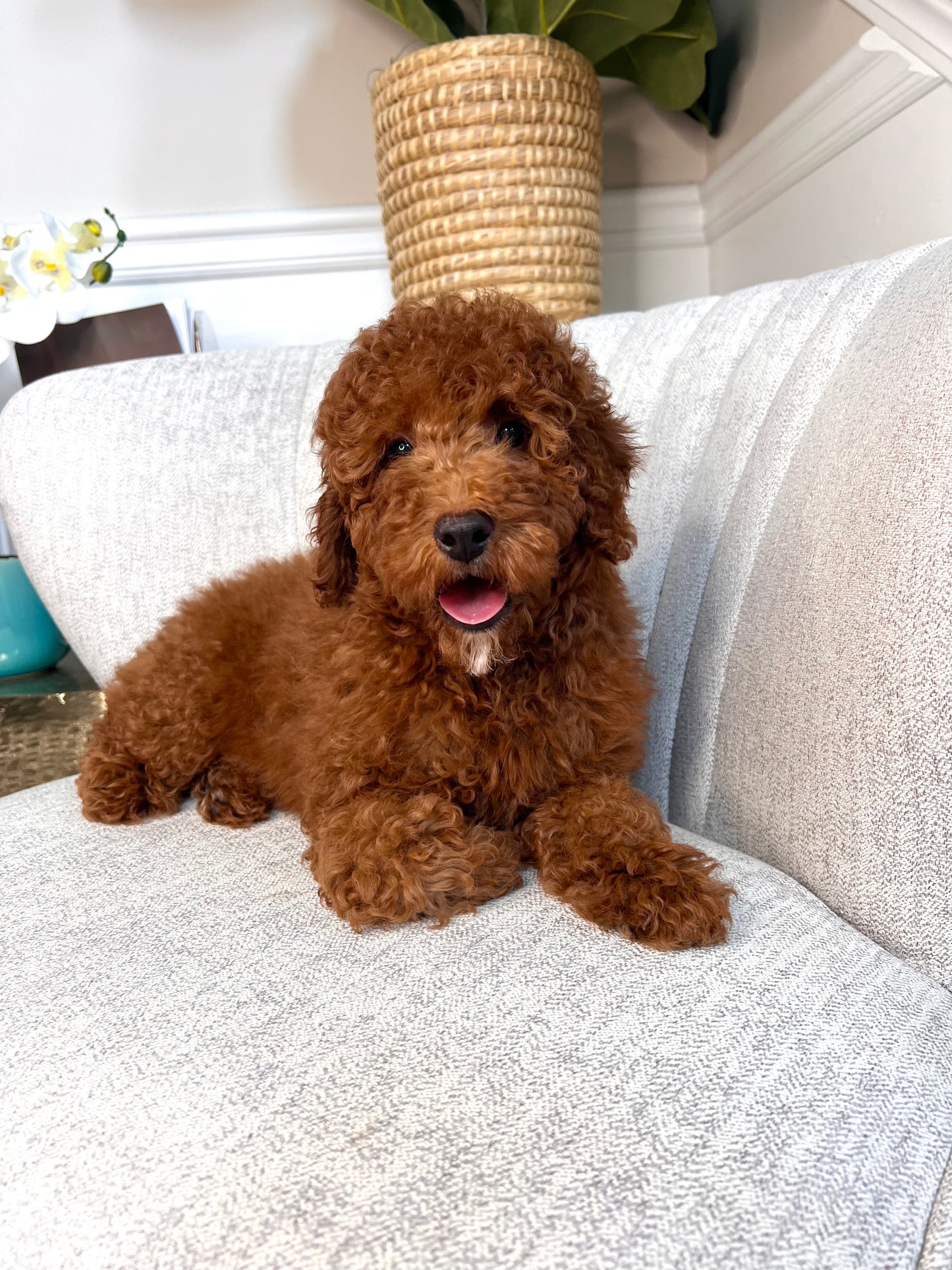 Marlon (Mini Goldendoodle)
