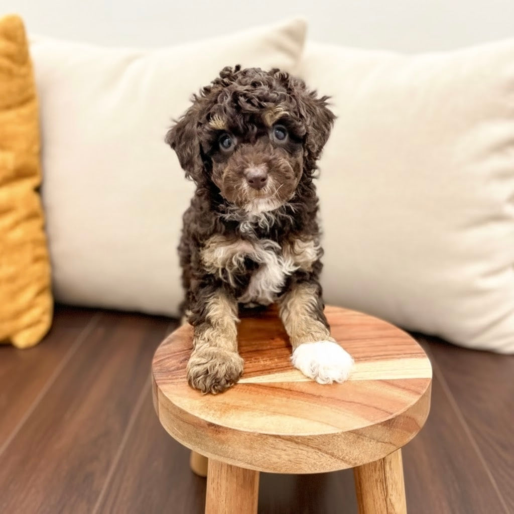 Bronx (ACA Reg. Mini Poodle)