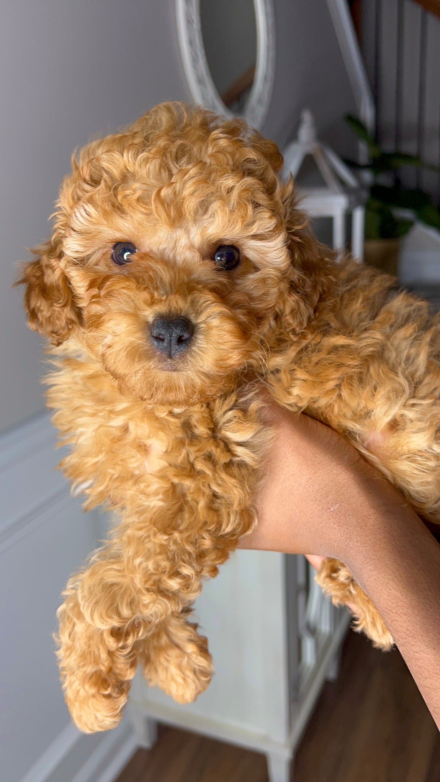 Saint(CKC Mini Poodle)