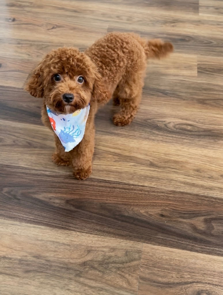 Ozzy (CKC Reg. Mini Poodle)