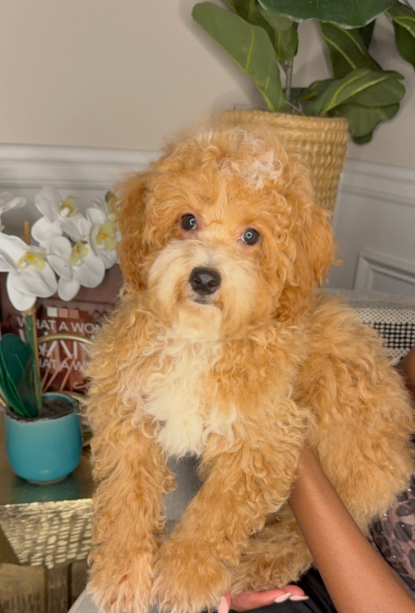Zach(Poochon)