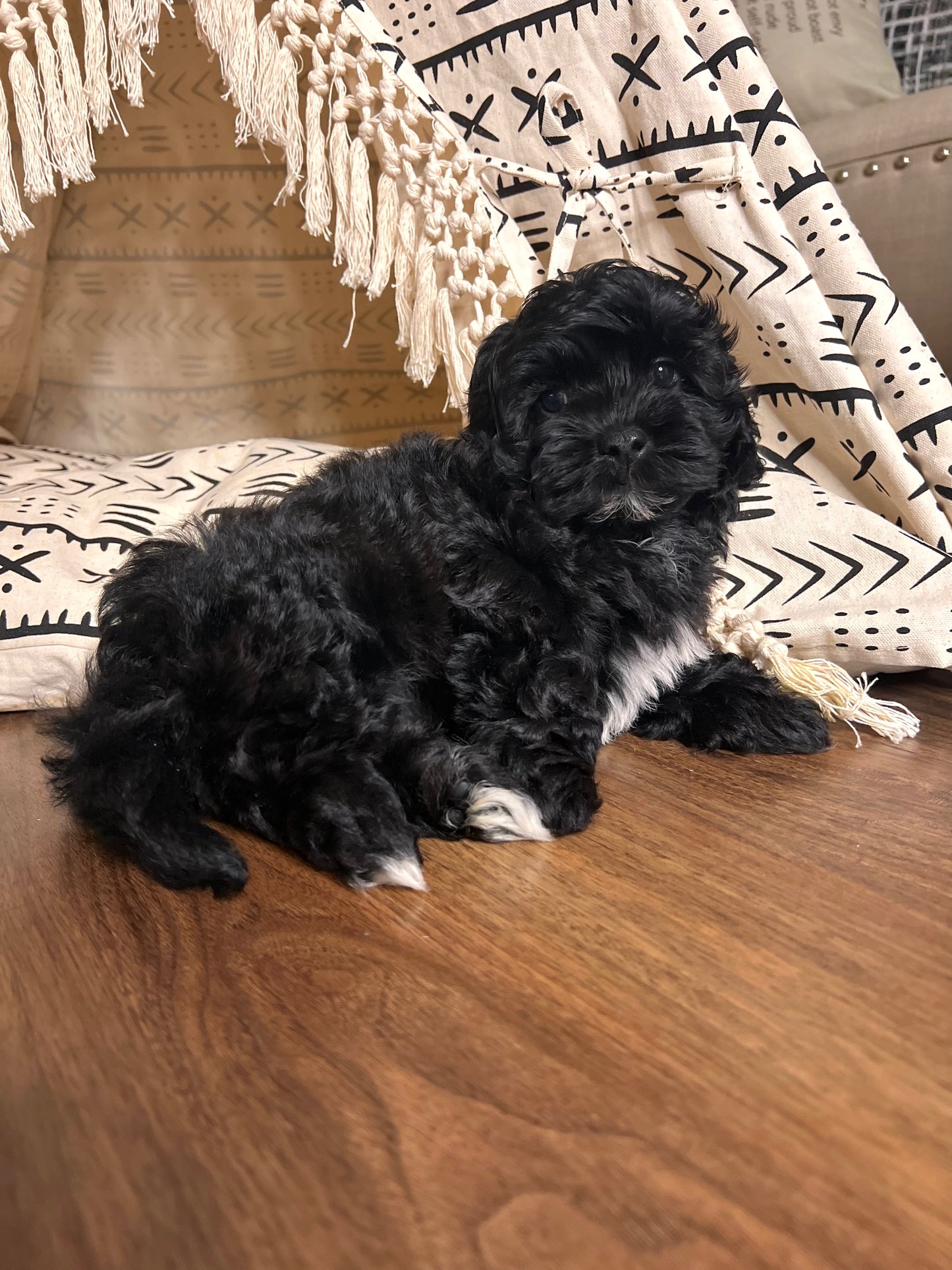 Zorro (Shihpoo)