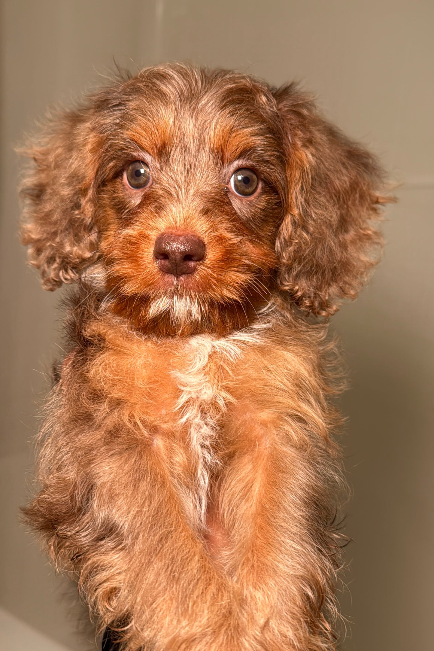 Oliver (Cavapoo)
