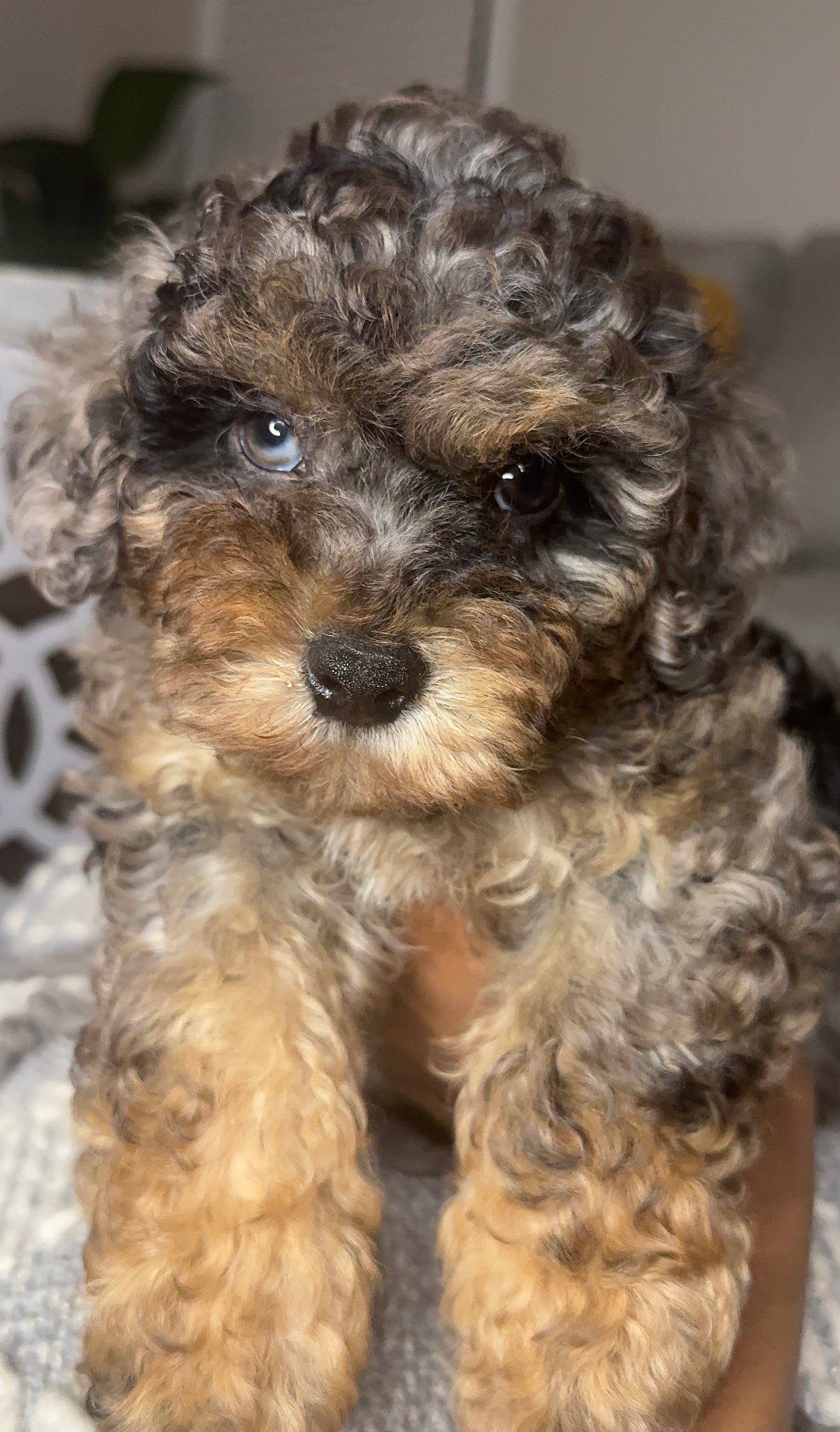 Oreo (Shihpoo)