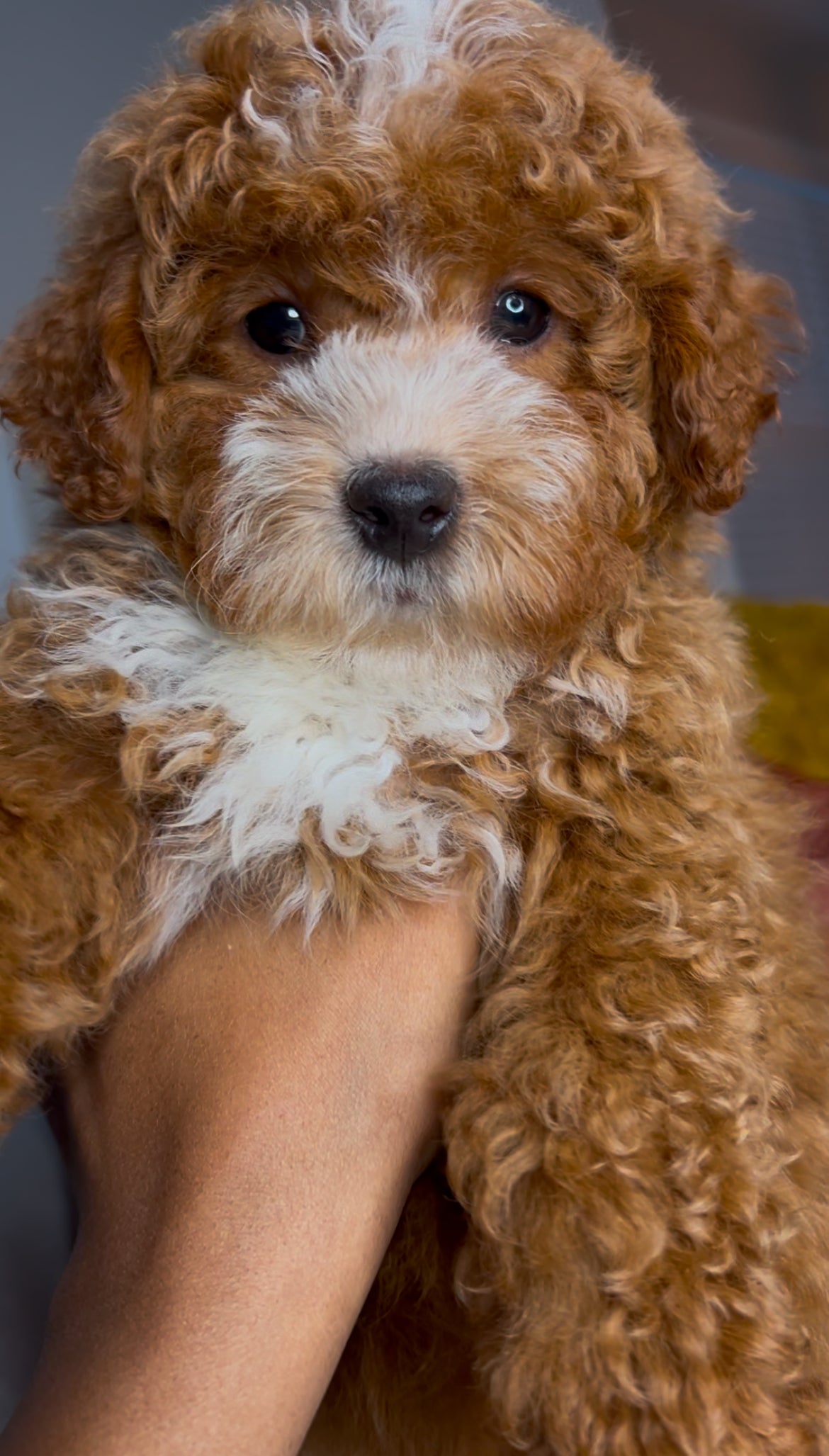 Simba (Mini Poodle)