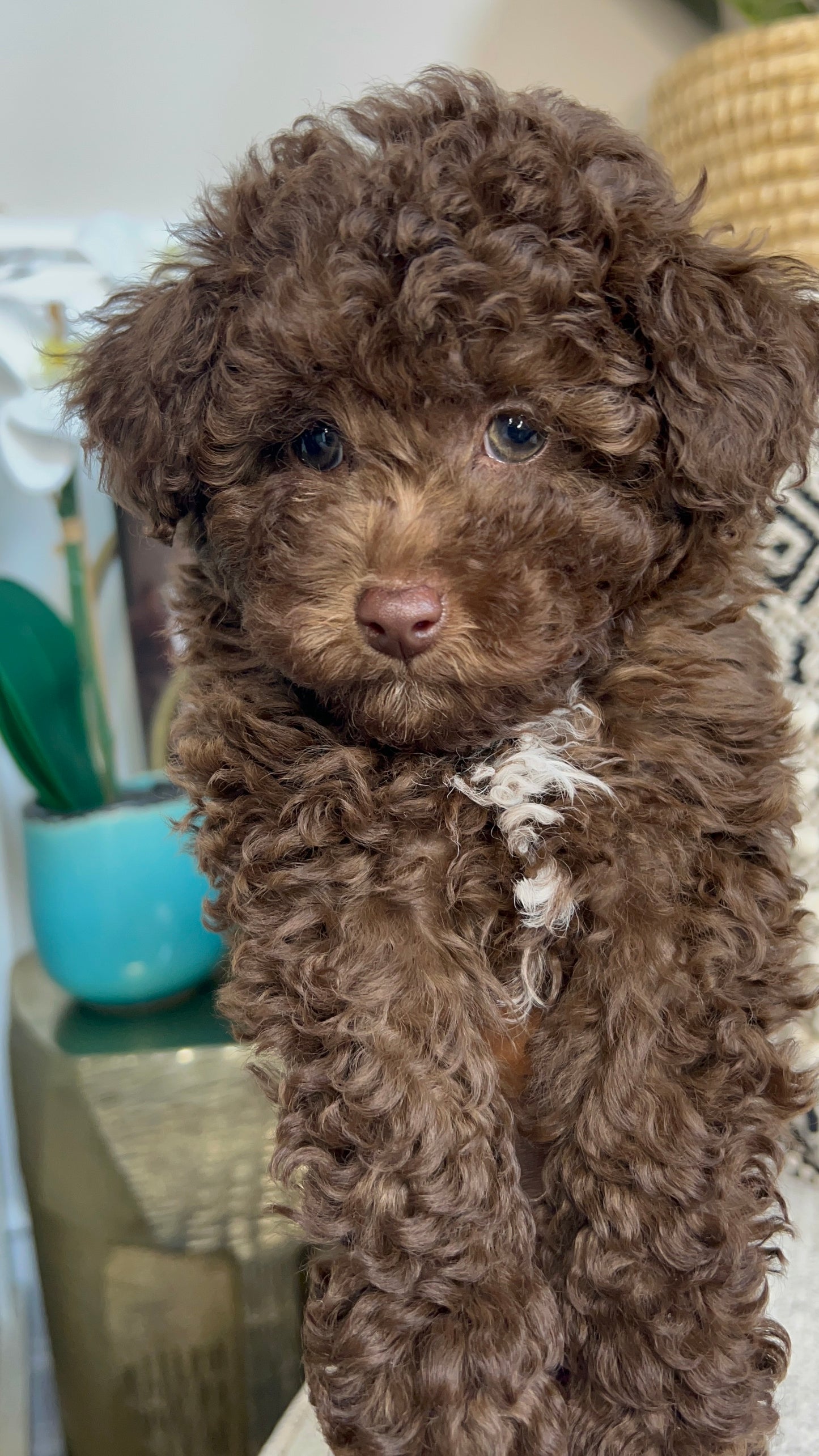 Bobby (Mini Poodle)