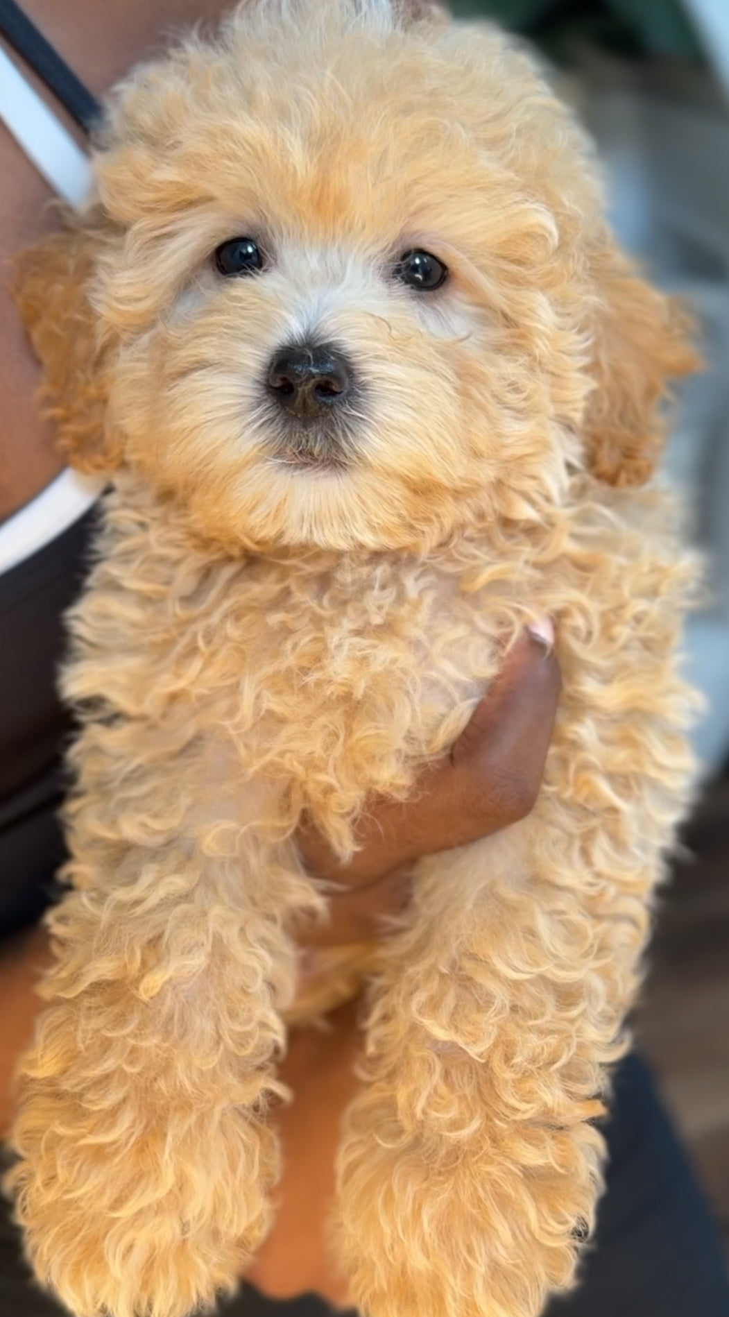 Cheddar (Maltipoo)