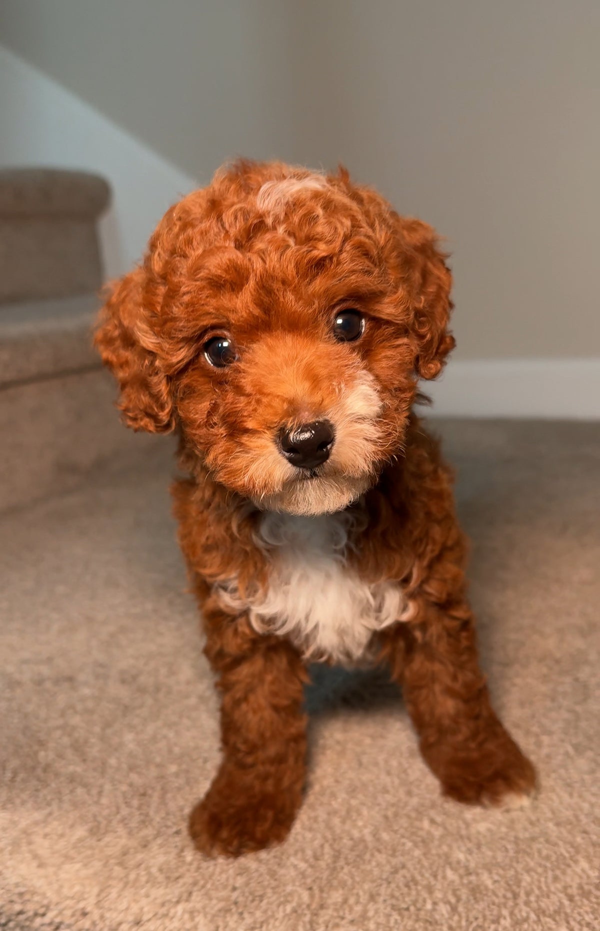 Hill (Toy Poodle)
