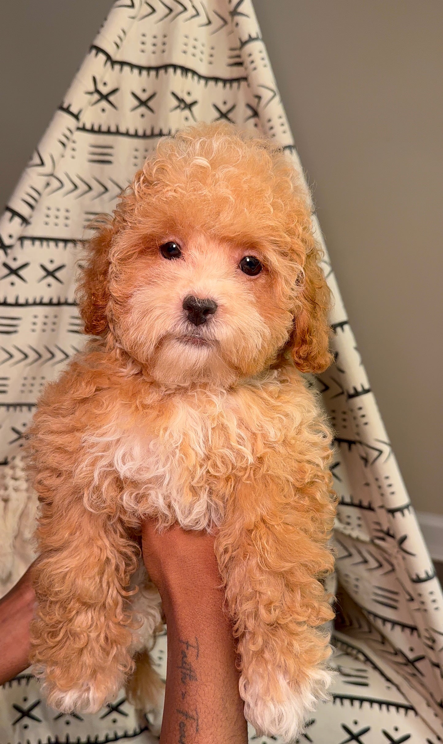 Buttercup(Toy Shihpoo)