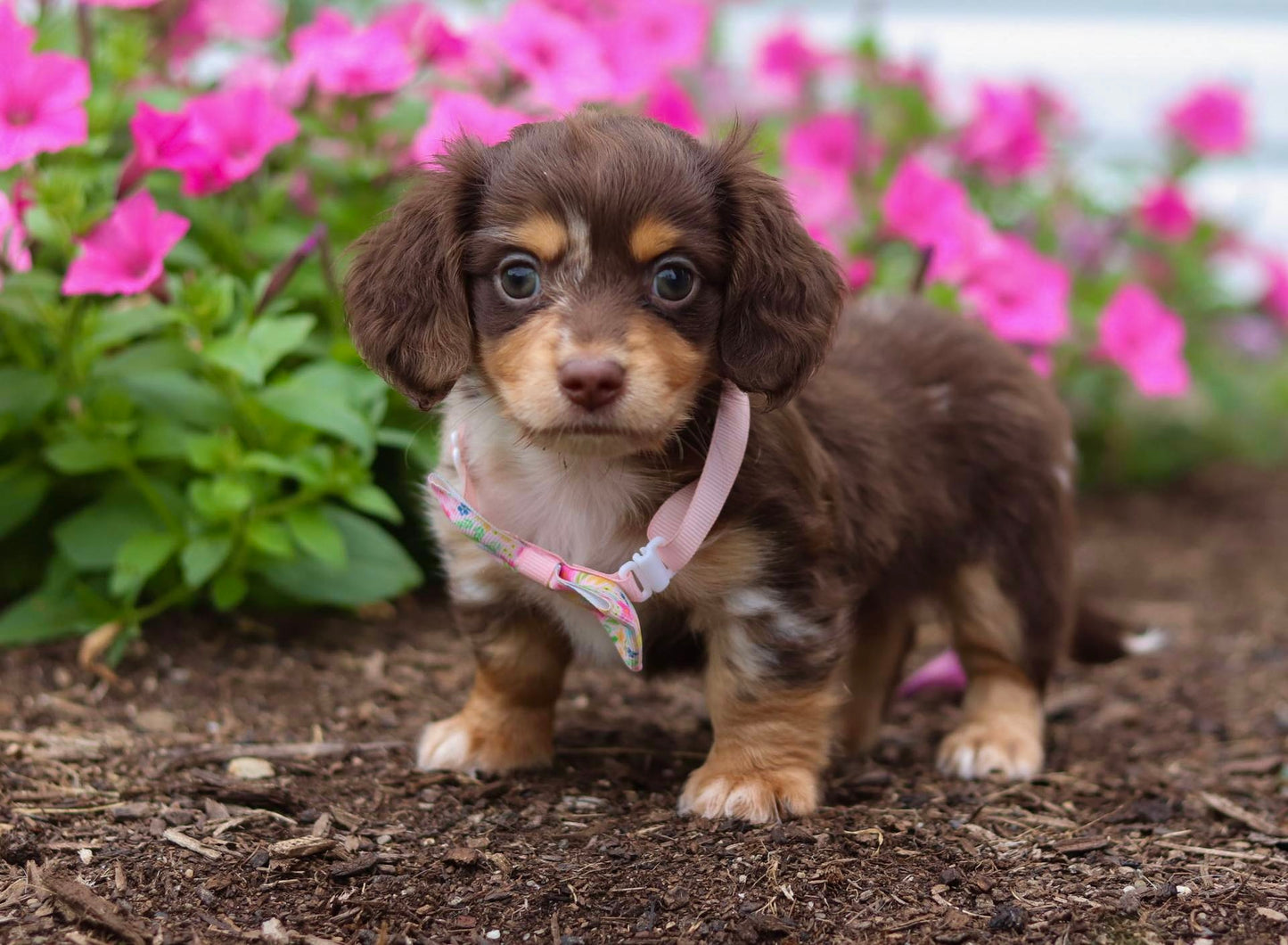 Pixel (ACA Reg. Mini Dachshund)