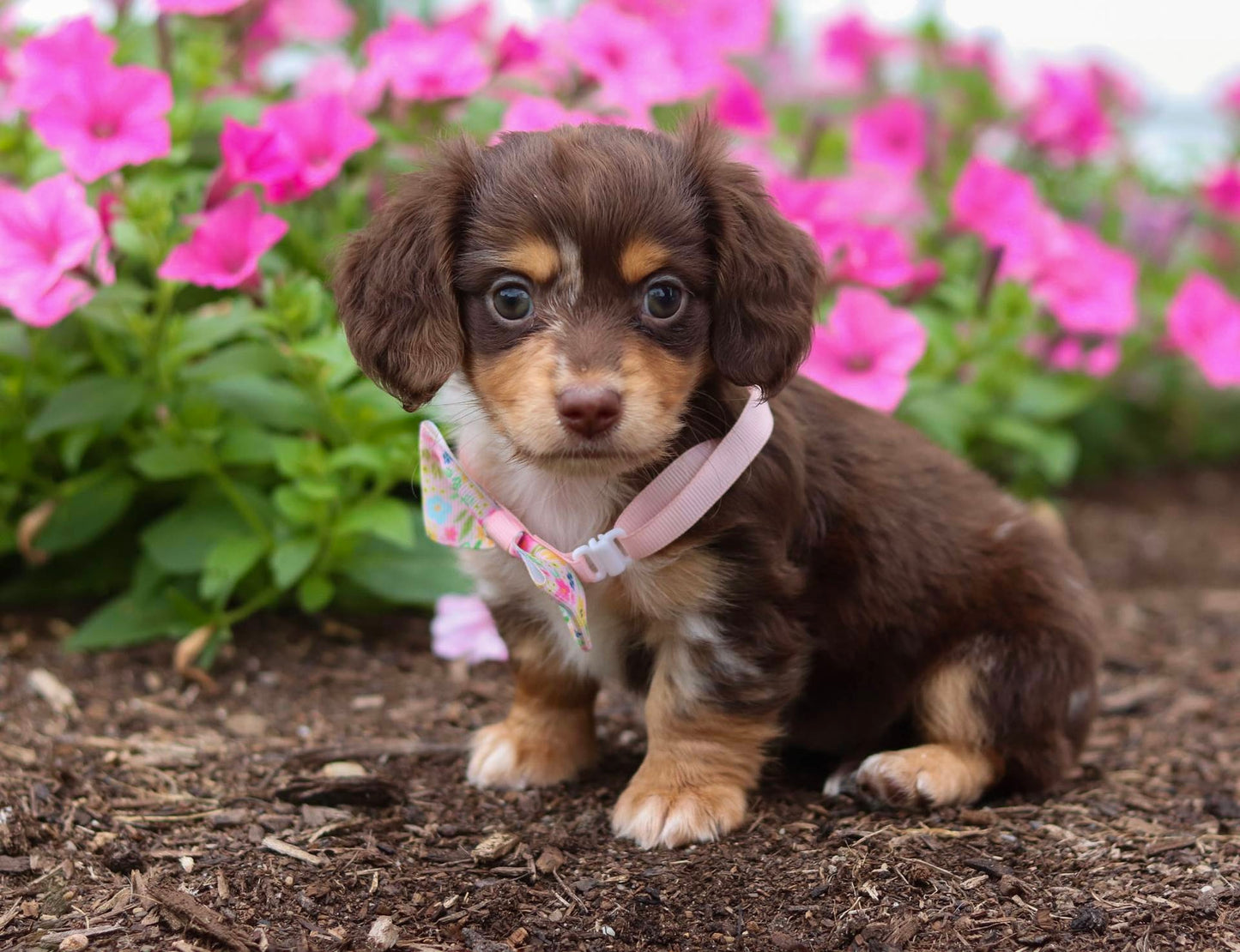 Pixel (ACA Reg. Mini Dachshund)