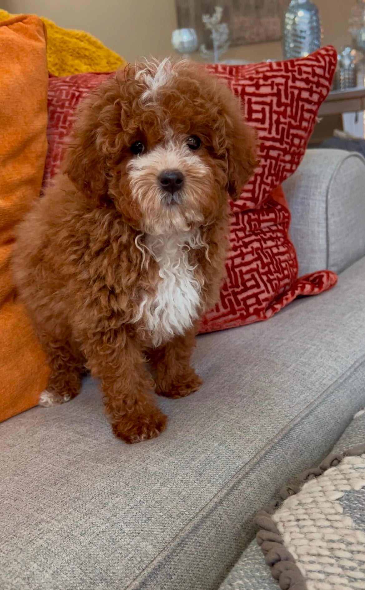 Simba (Mini Poodle)