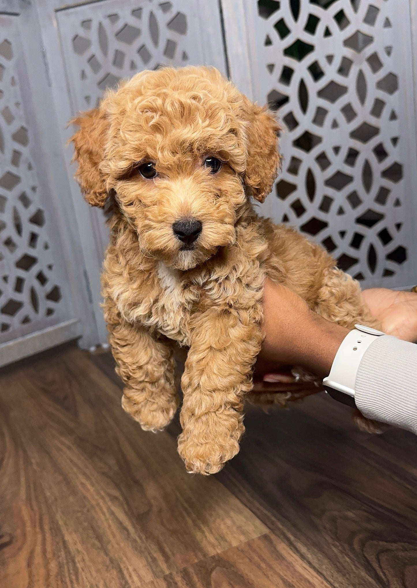 Trinity (Maltipoo)