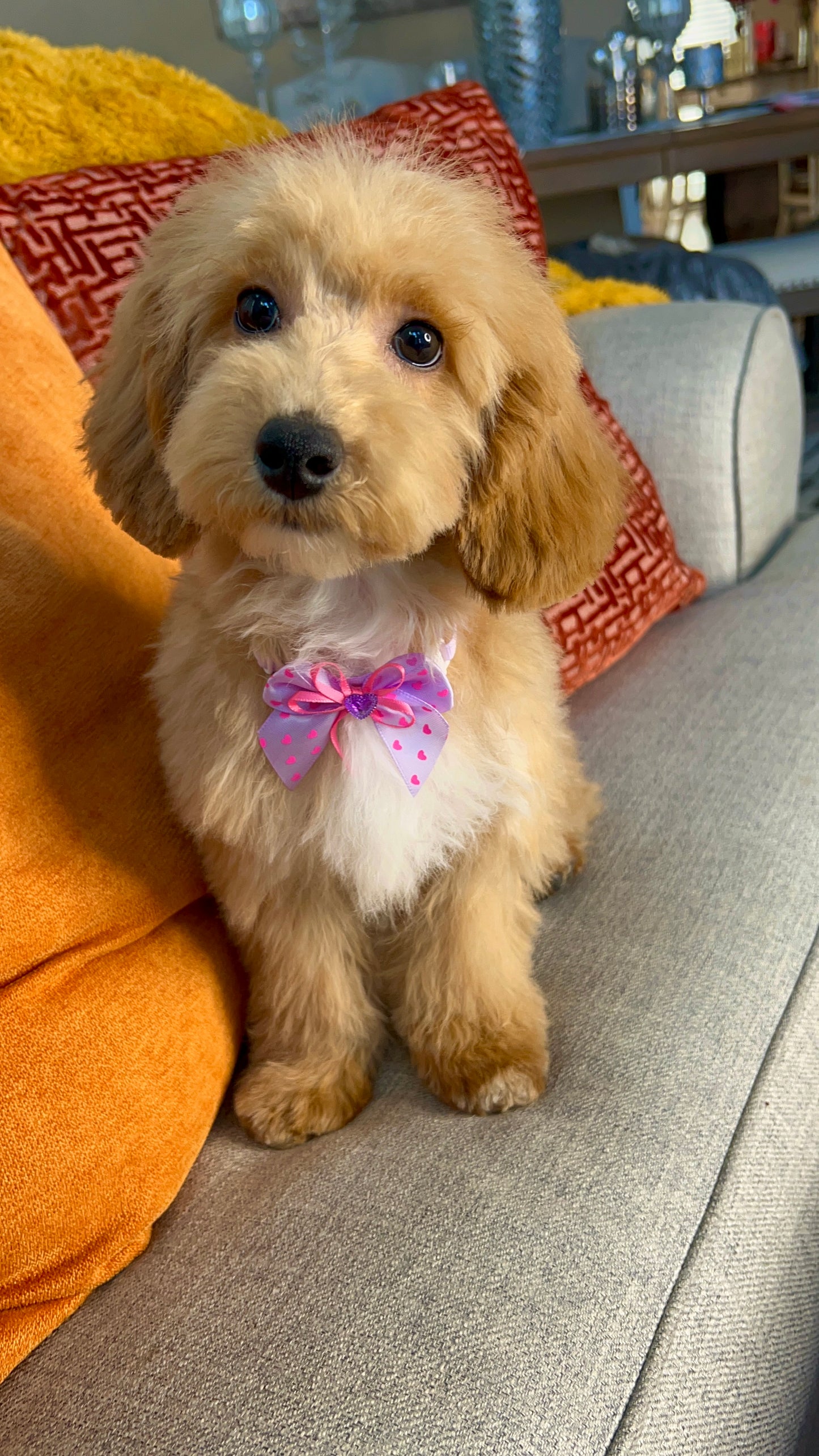 Goldie (Poochon)