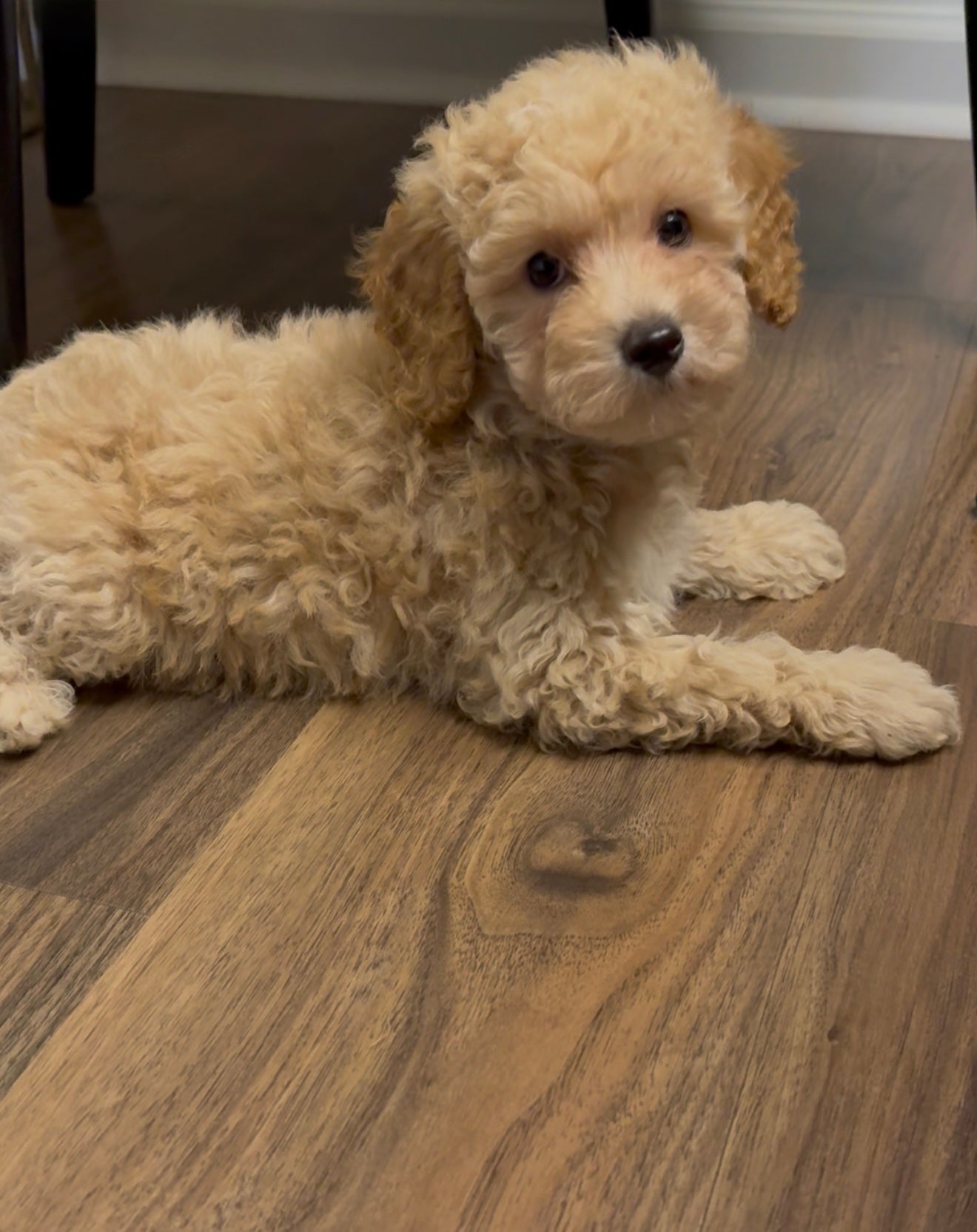 Uno (Cockapoo)
