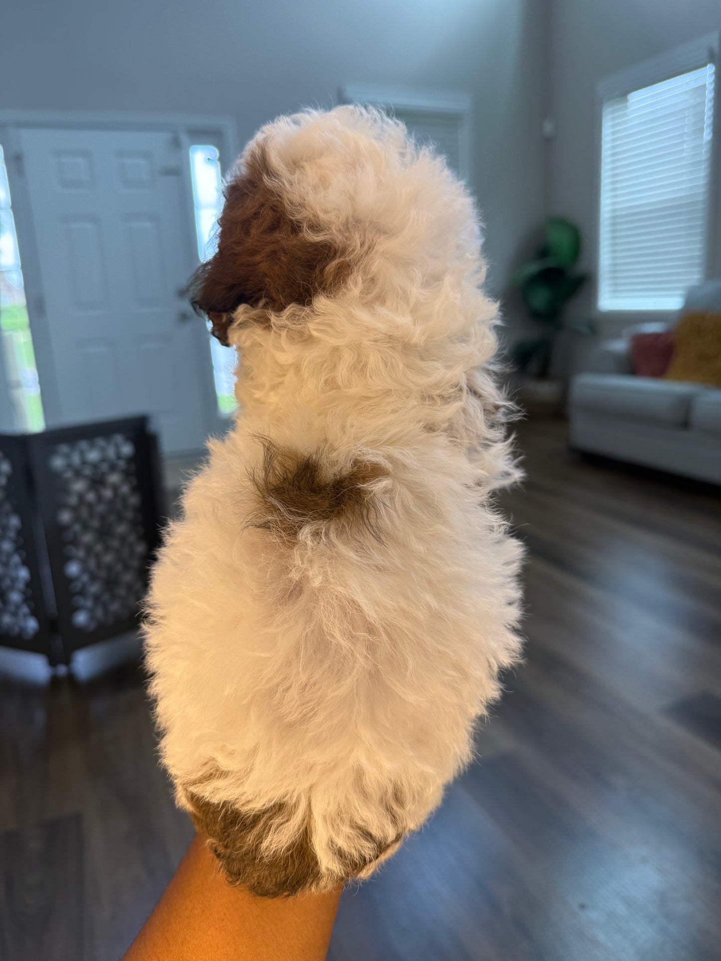 Nona (Cockapoo)