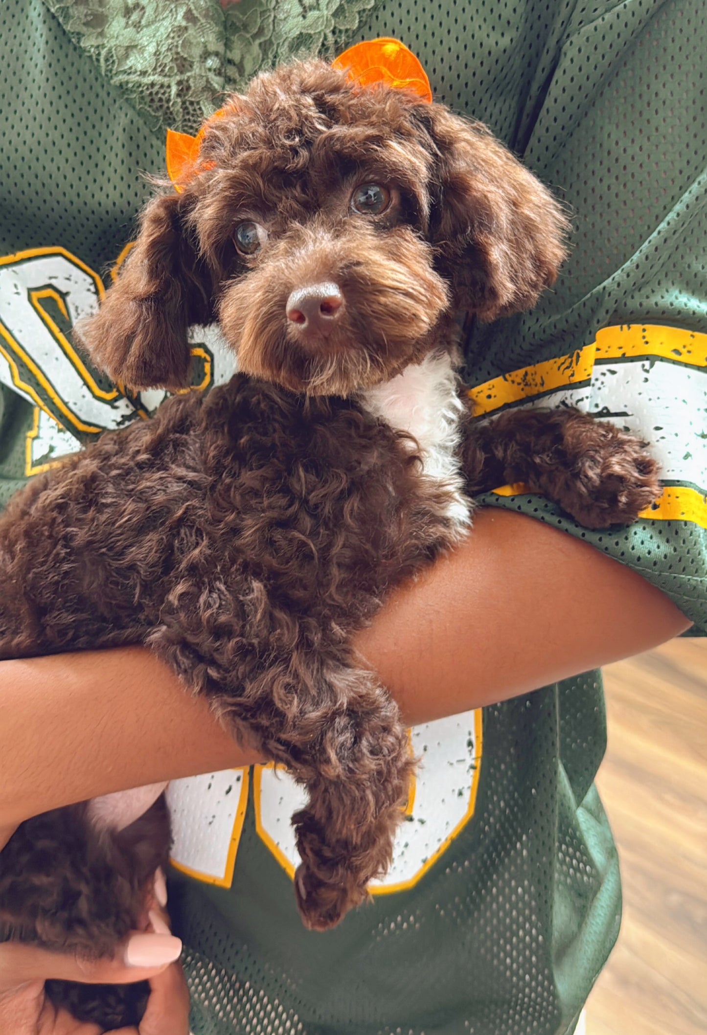 Kamri (Toy Poodle)
