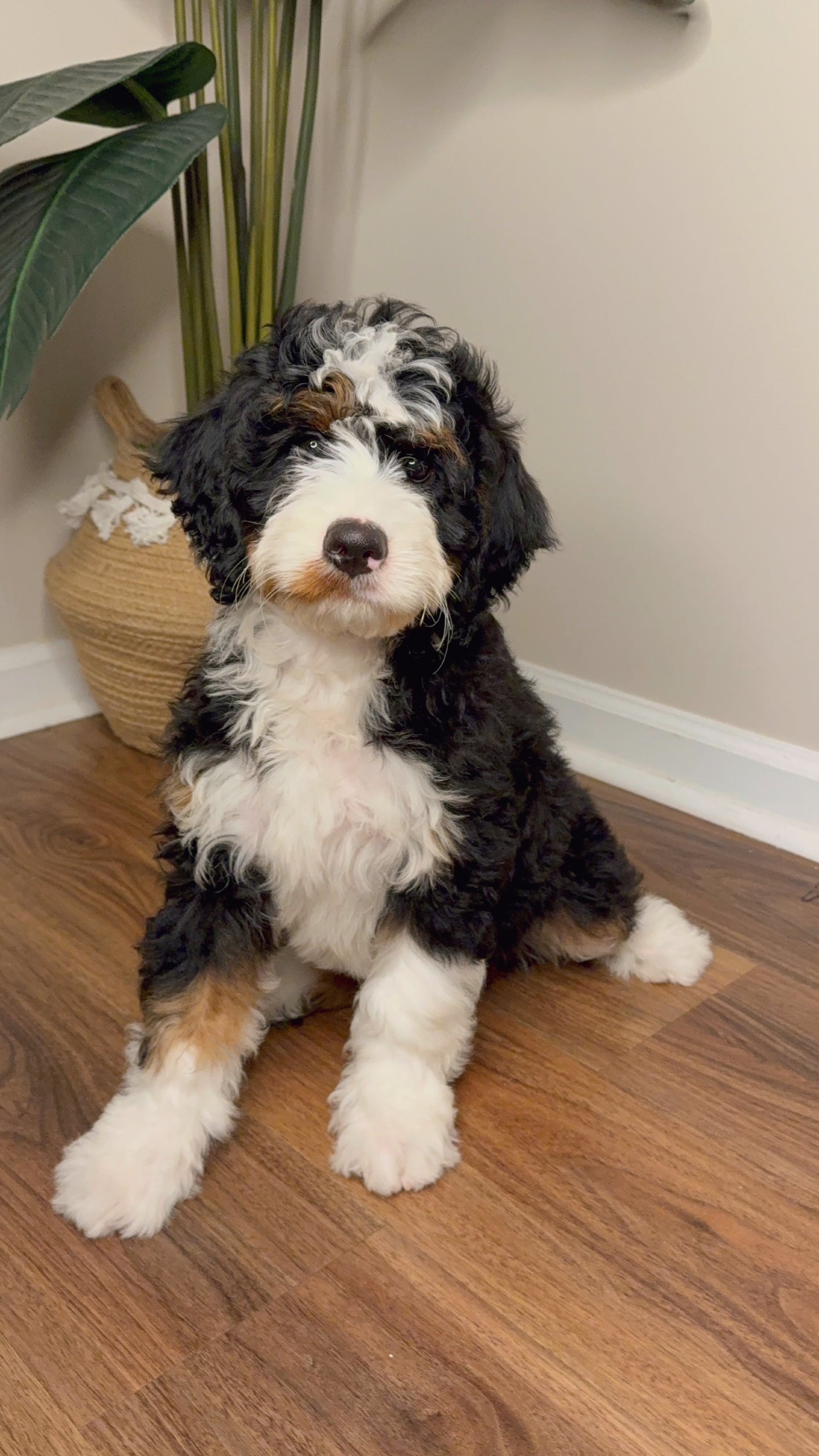 Champ (Mini Bernedoodle)
