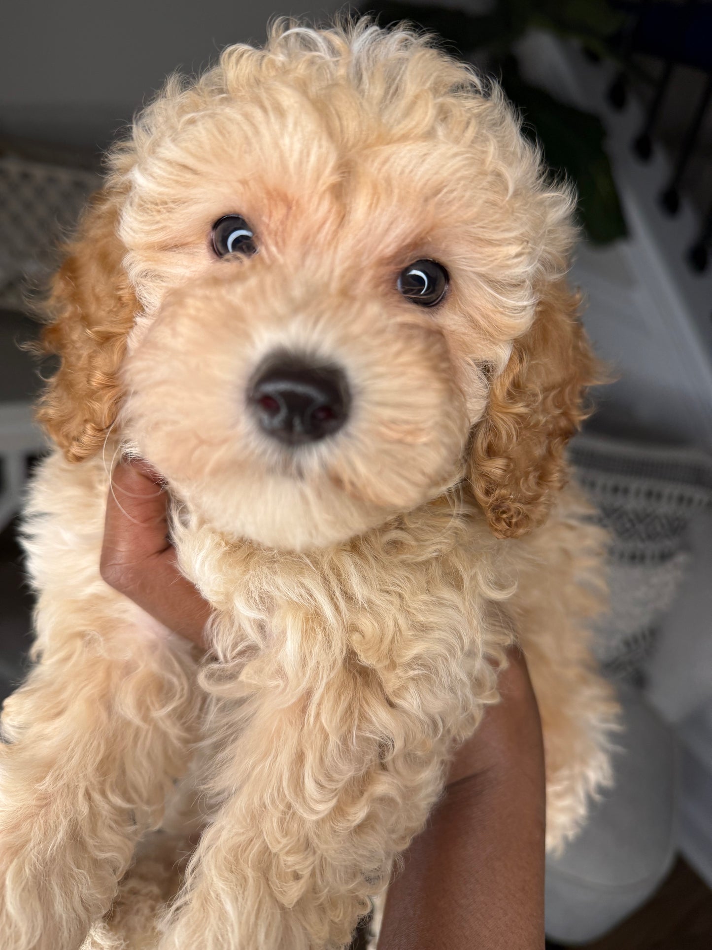 Uno (Cockapoo)