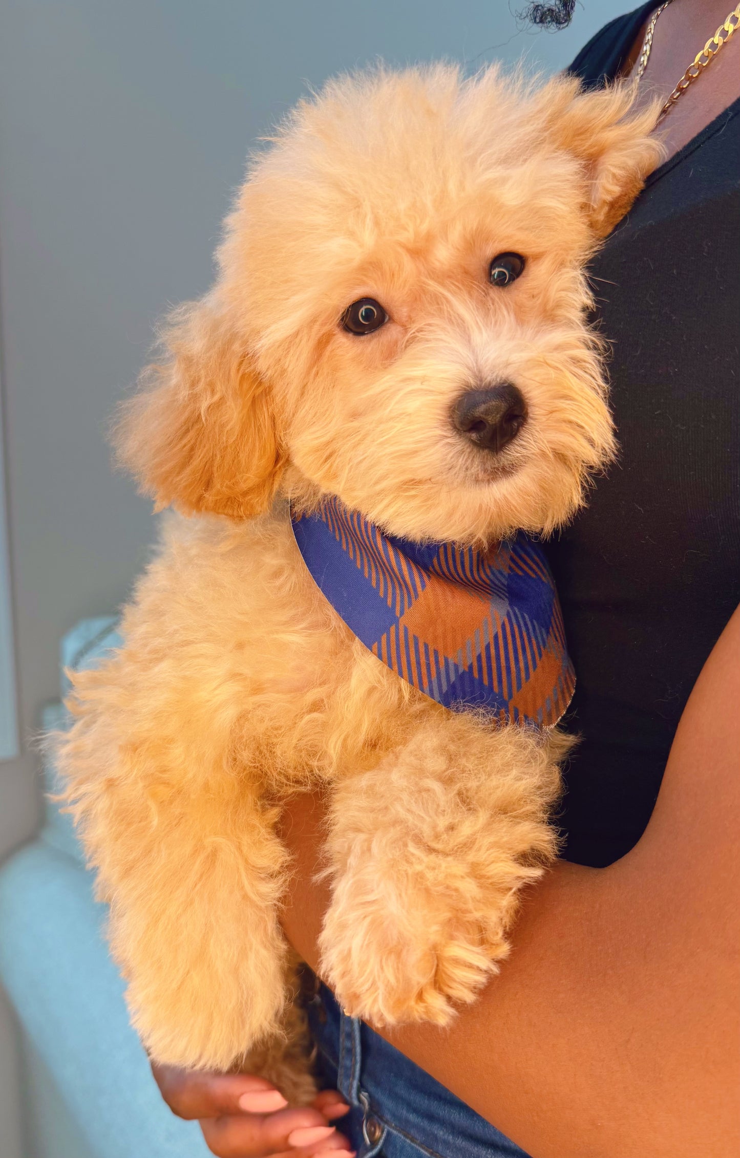 Moe (Maltipoo)