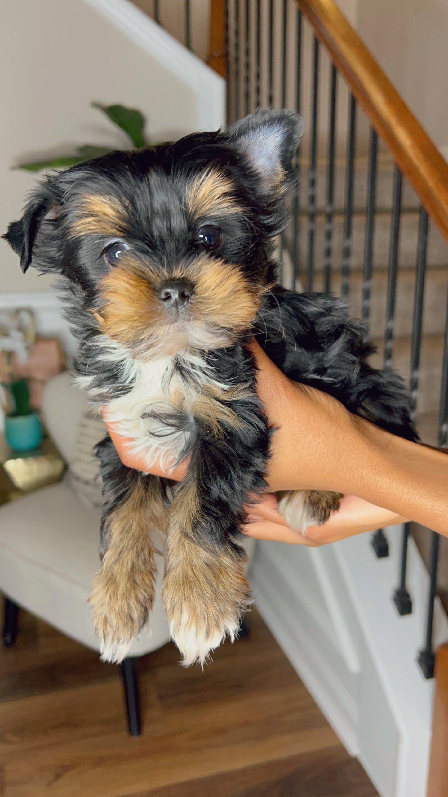 Happy (Yorkie)