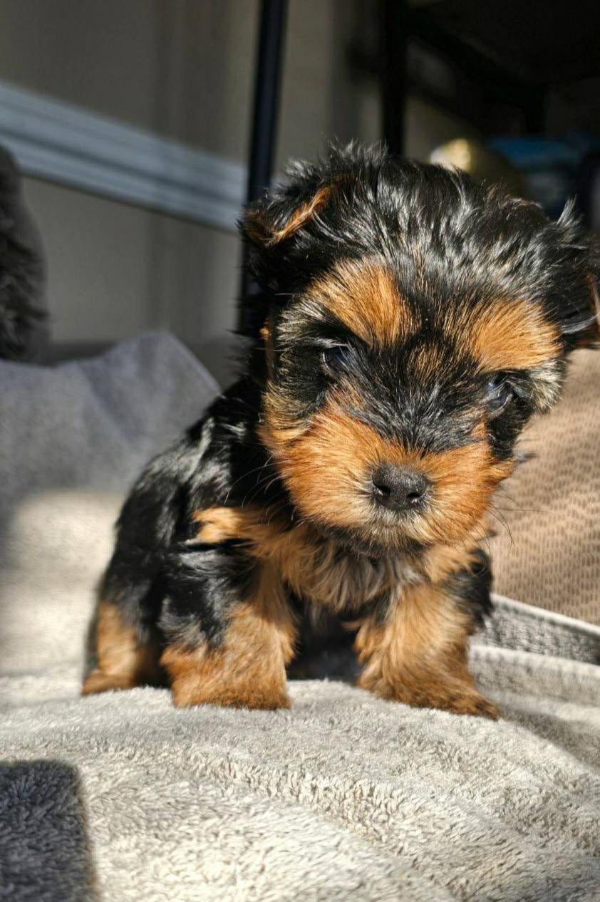 Wafi (Yorkie)