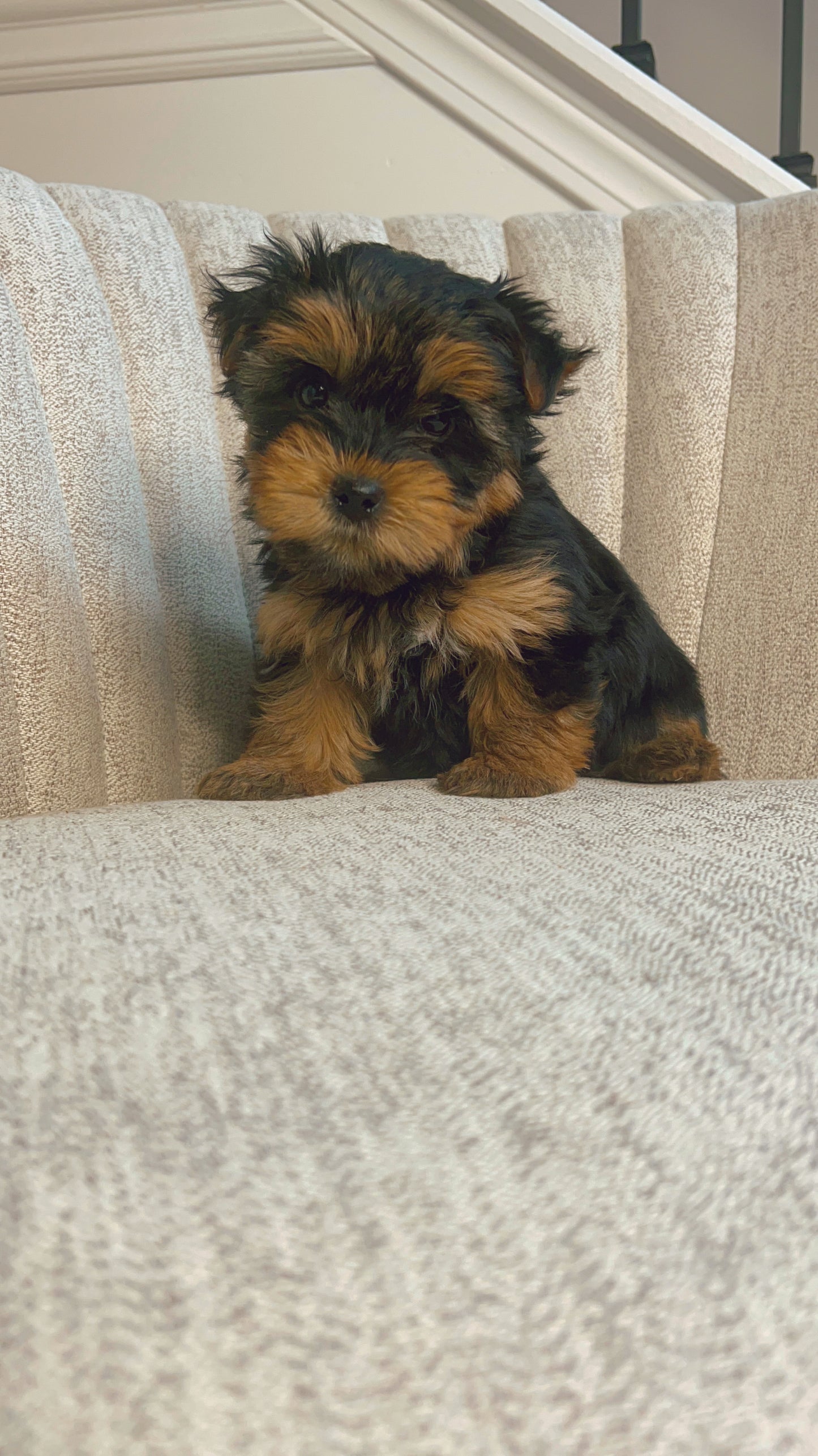 Bronco (Yorkie)