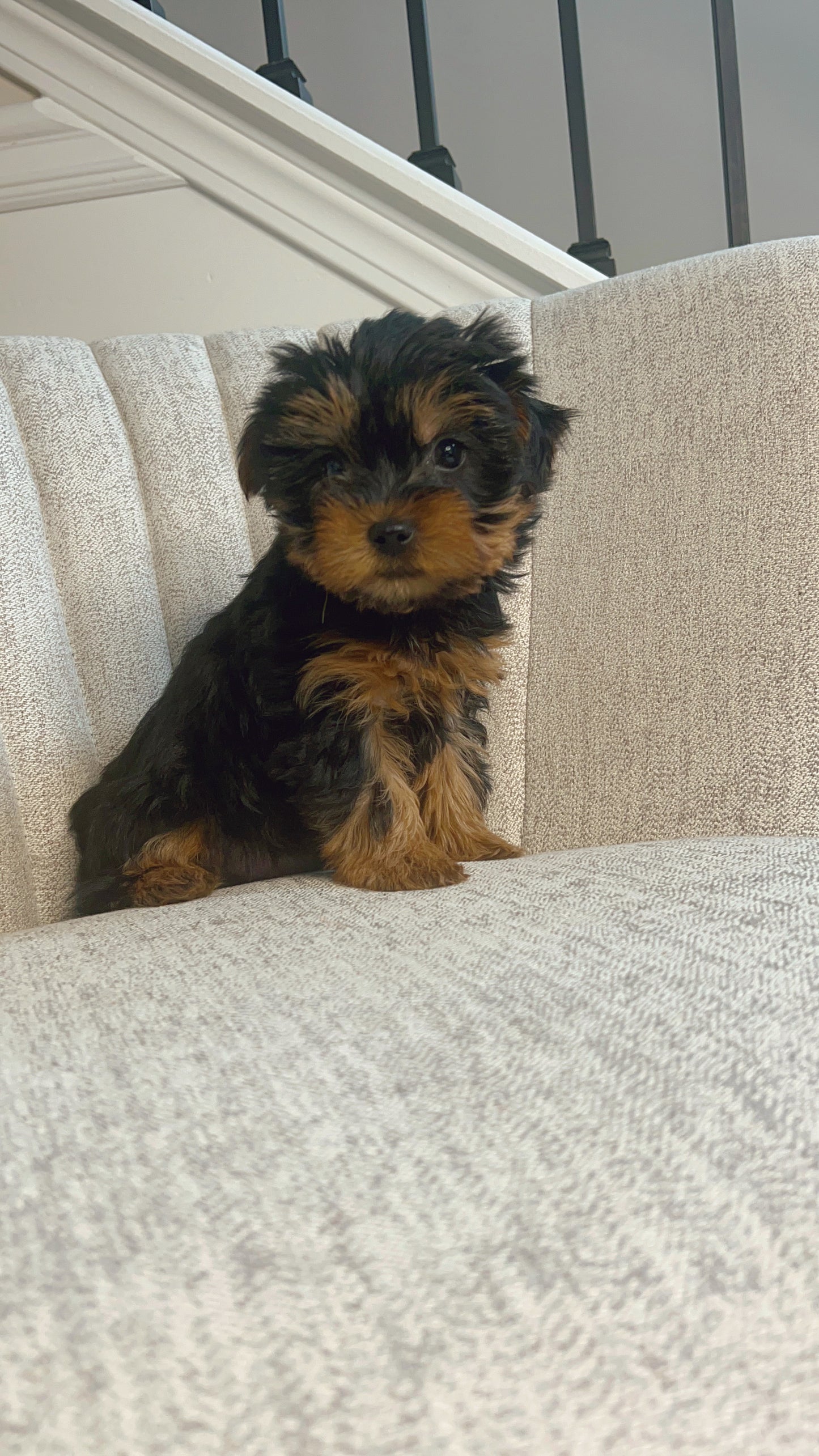 Wafi (Yorkie)